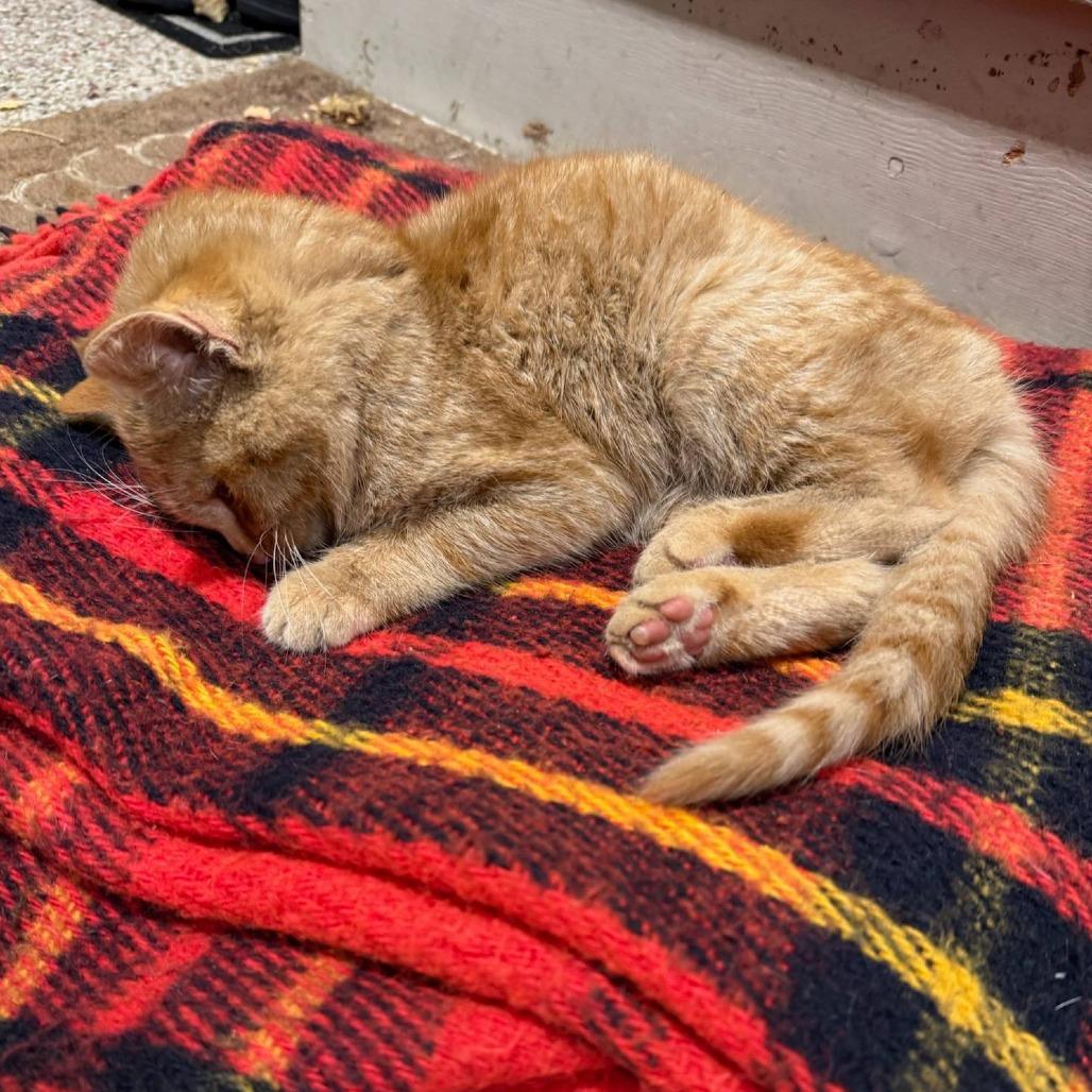 Boing — thumbnail 2