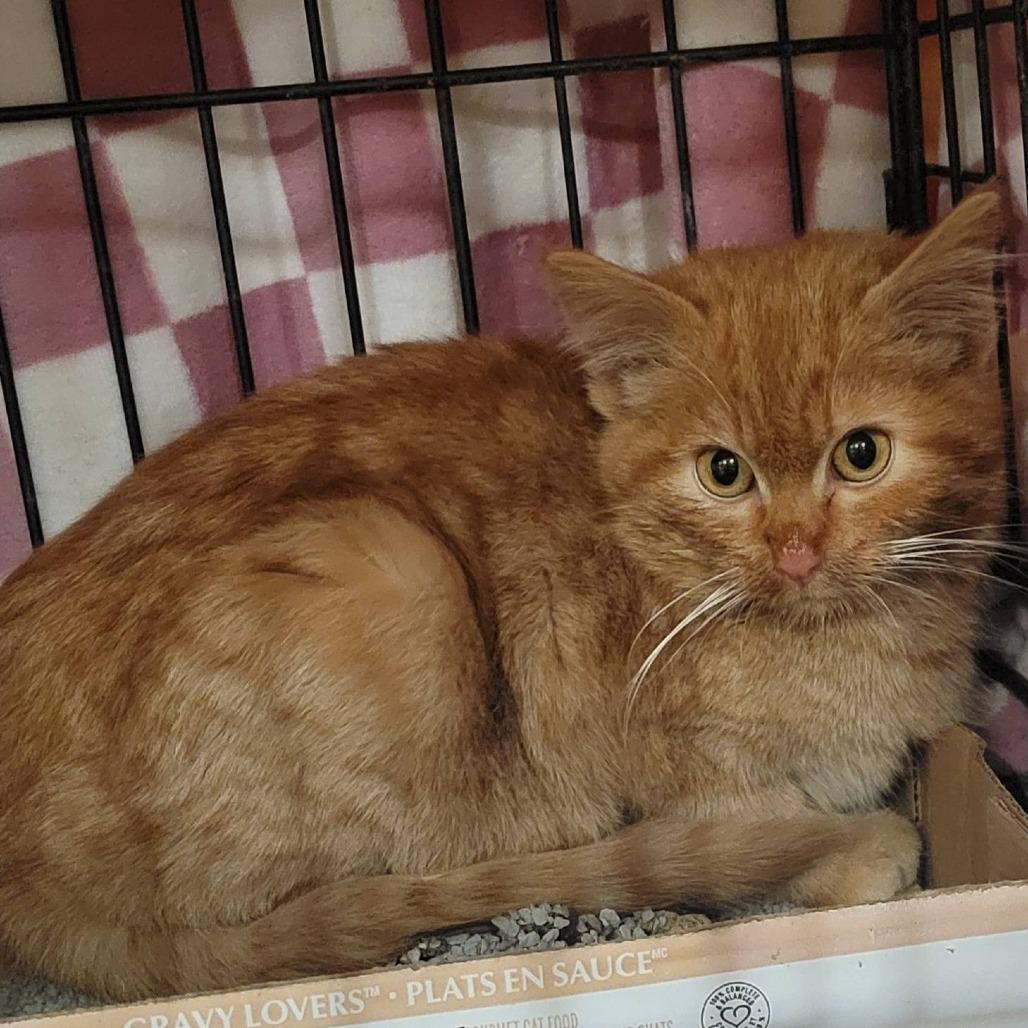 Boing — thumbnail 3