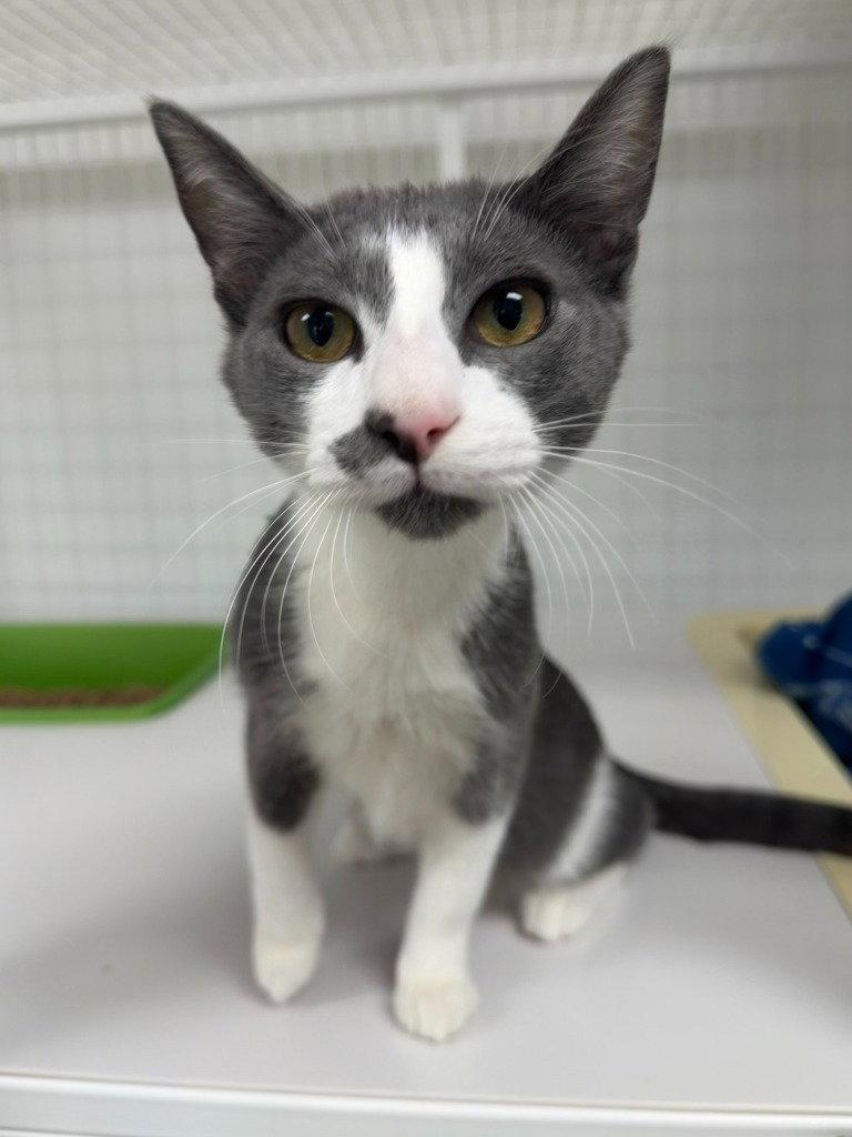 Enlarge Sebastian, a Adoptable Domestic Short Hair in St. Helens, OR image 1/1