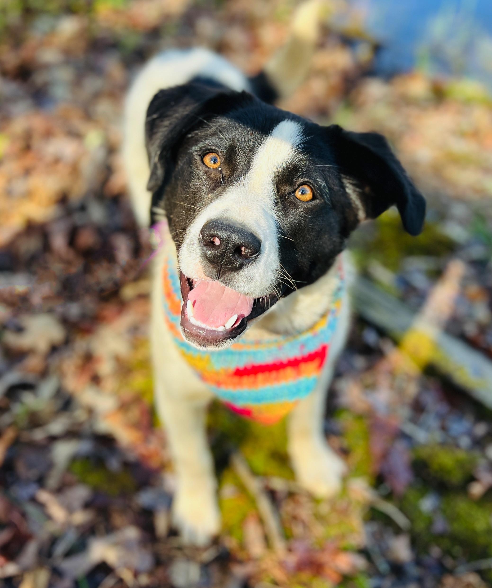 Sue, Young Female Border Collie
