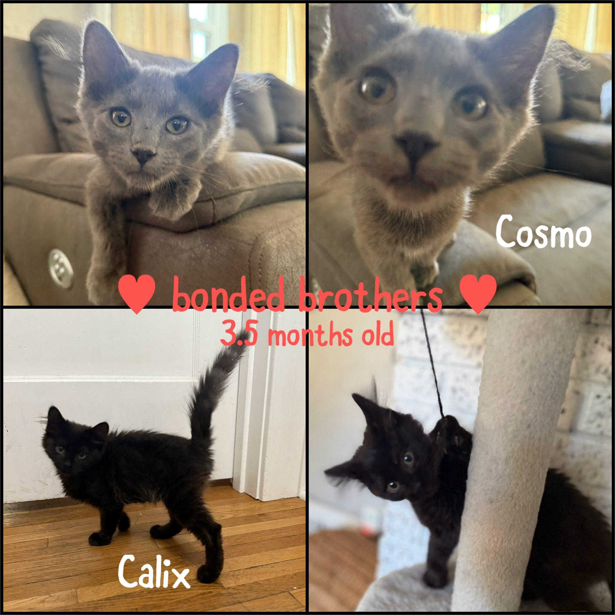 Cosmo and Calix  --  (jm)