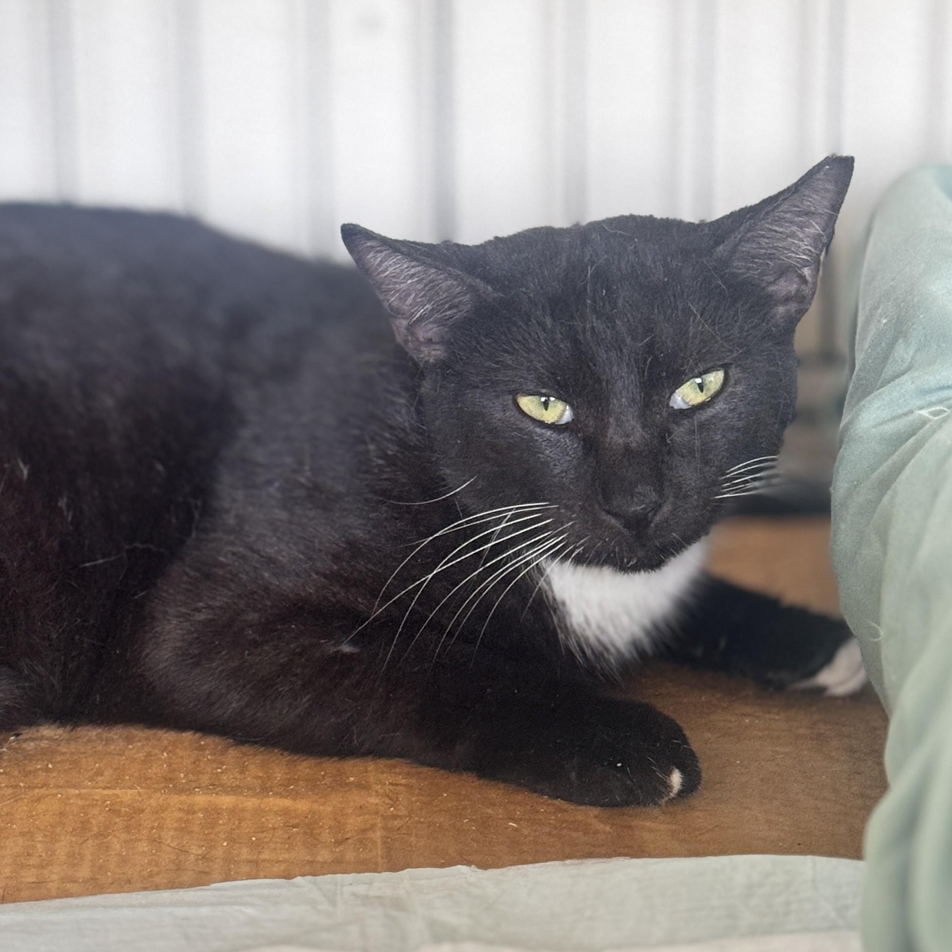 Atos, Adoptable, Adult Female Tuxedo.