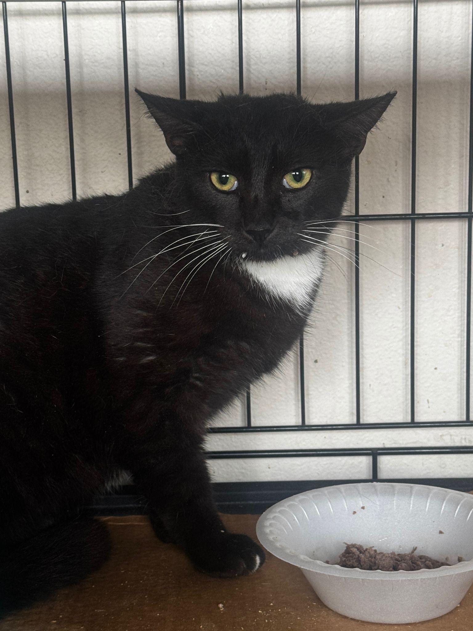 Enlarge Atos, a Adoptable Tuxedo in Fort Lauderdale, FL image 2/2