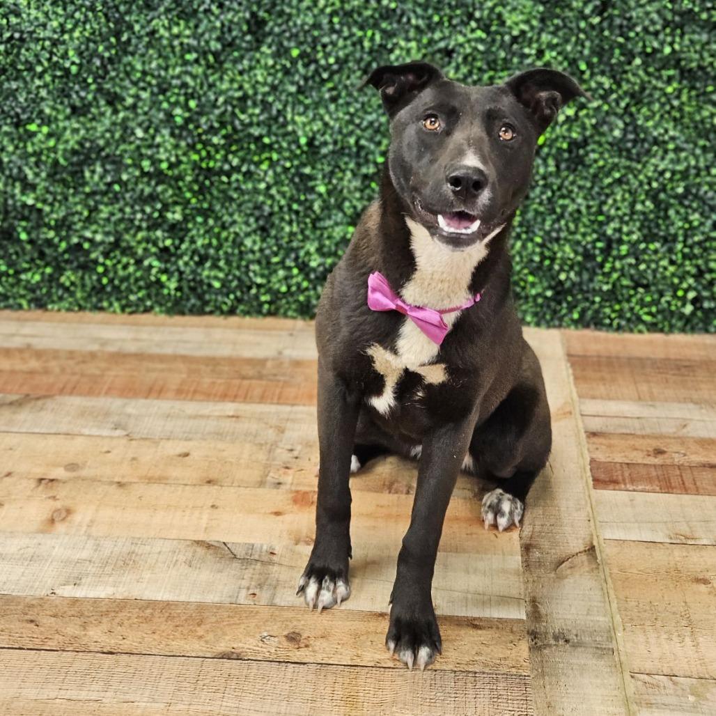 Beans, Adoptable, Adult Female Black Labrador Retriever & Pit Bull Terrier.