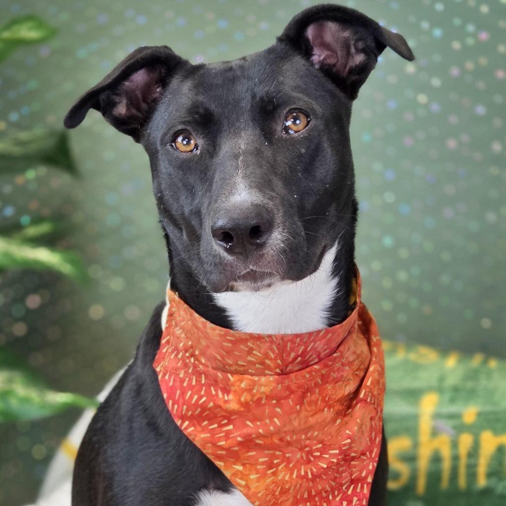 Beans, Adoptable, Adult Female Black Labrador Retriever & Pit Bull Terrier.