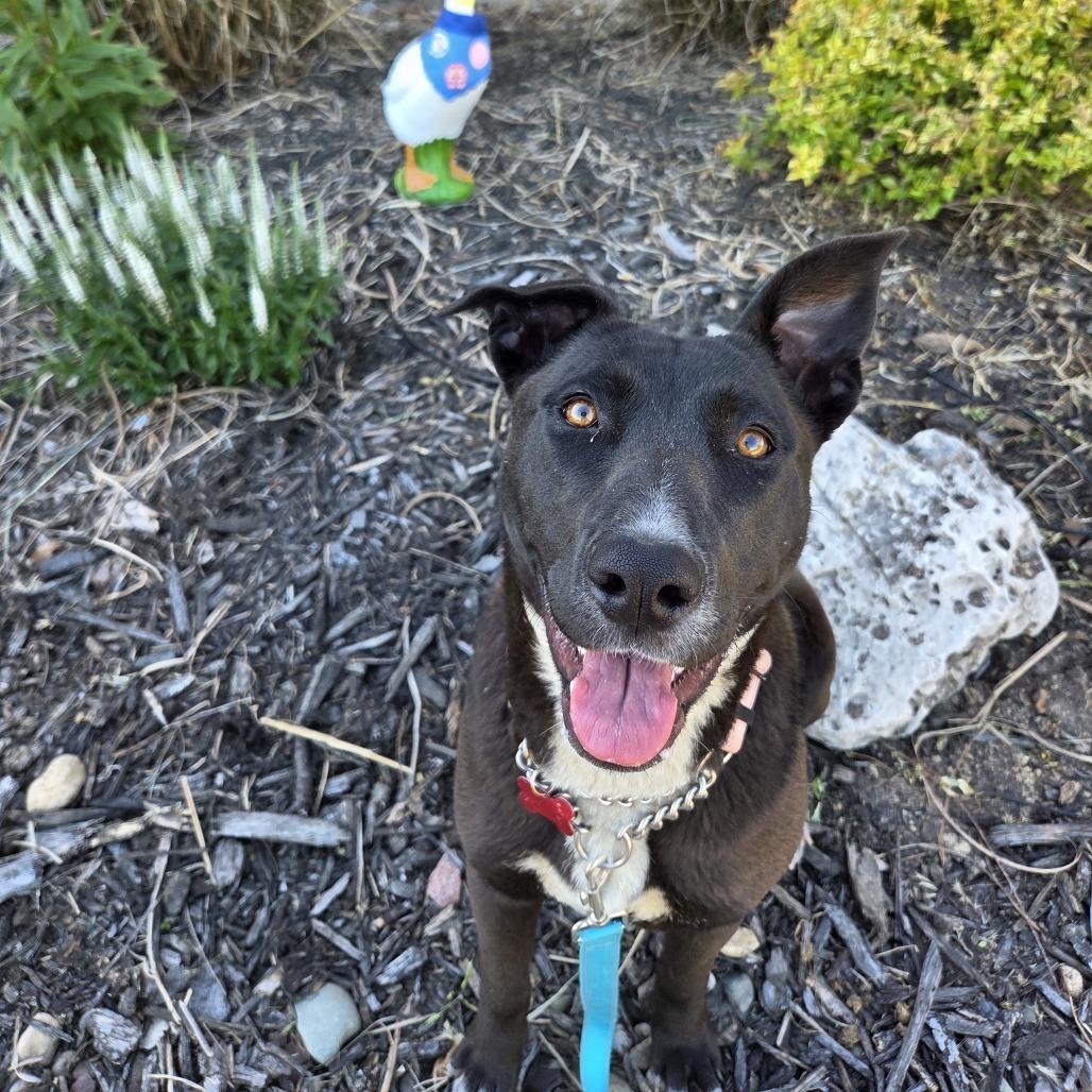 Enlarge Beans, a Adoptable mixed breed in East Saint Louis, IL image 3/6
