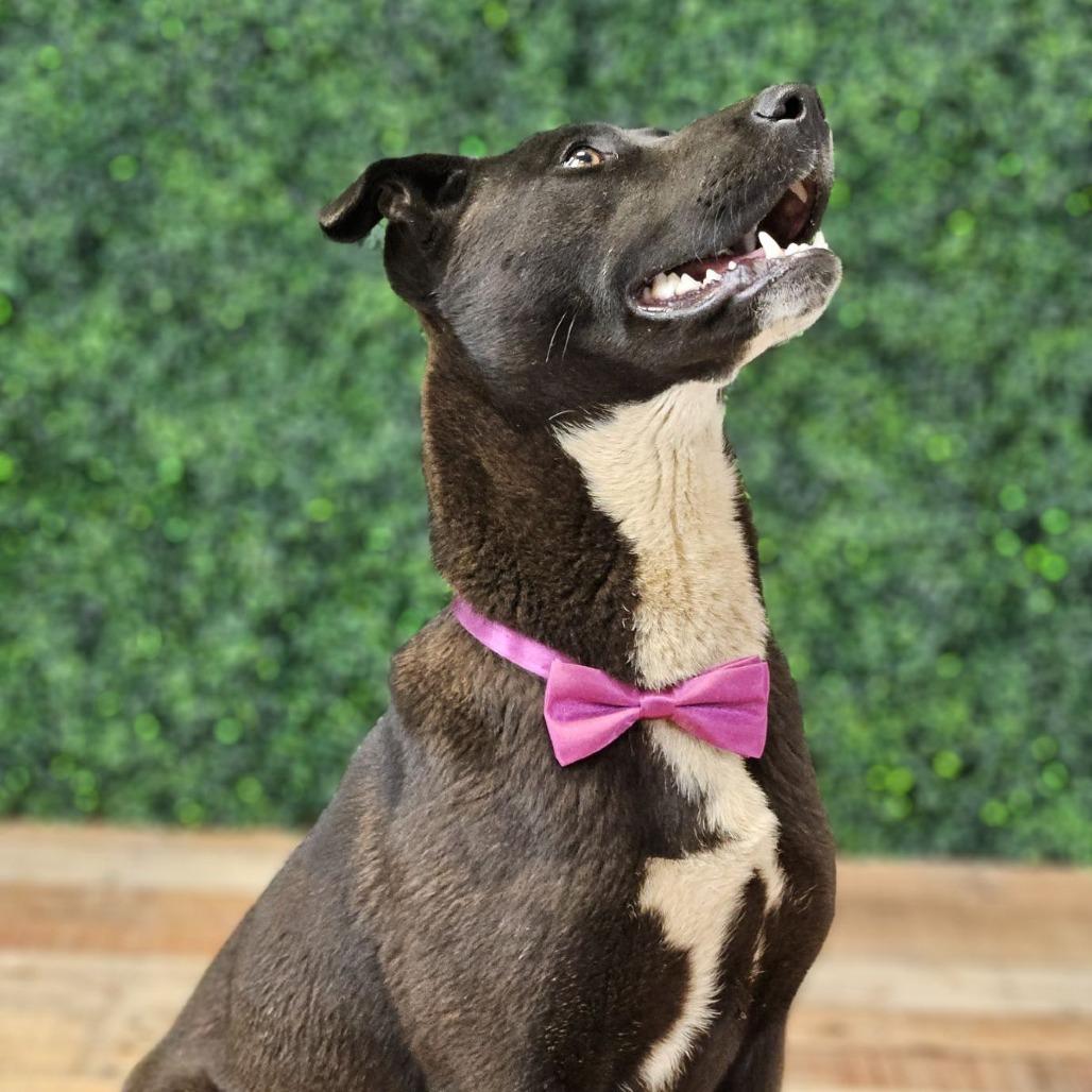 Enlarge Beans, a Adoptable mixed breed in East Saint Louis, IL image 4/6