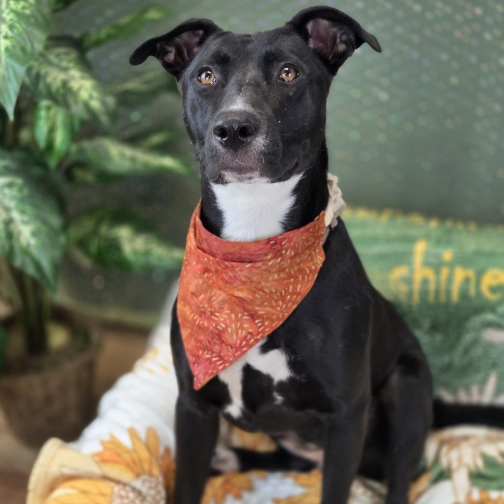 Enlarge Beans, a Adoptable mixed breed in East Saint Louis, IL image 5/6