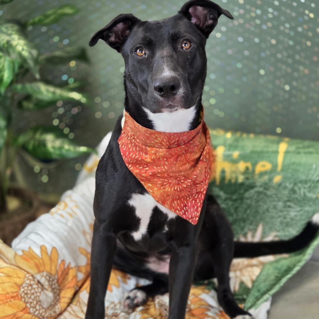 Enlarge Beans, a Adoptable mixed breed in East Saint Louis, IL image 6/6