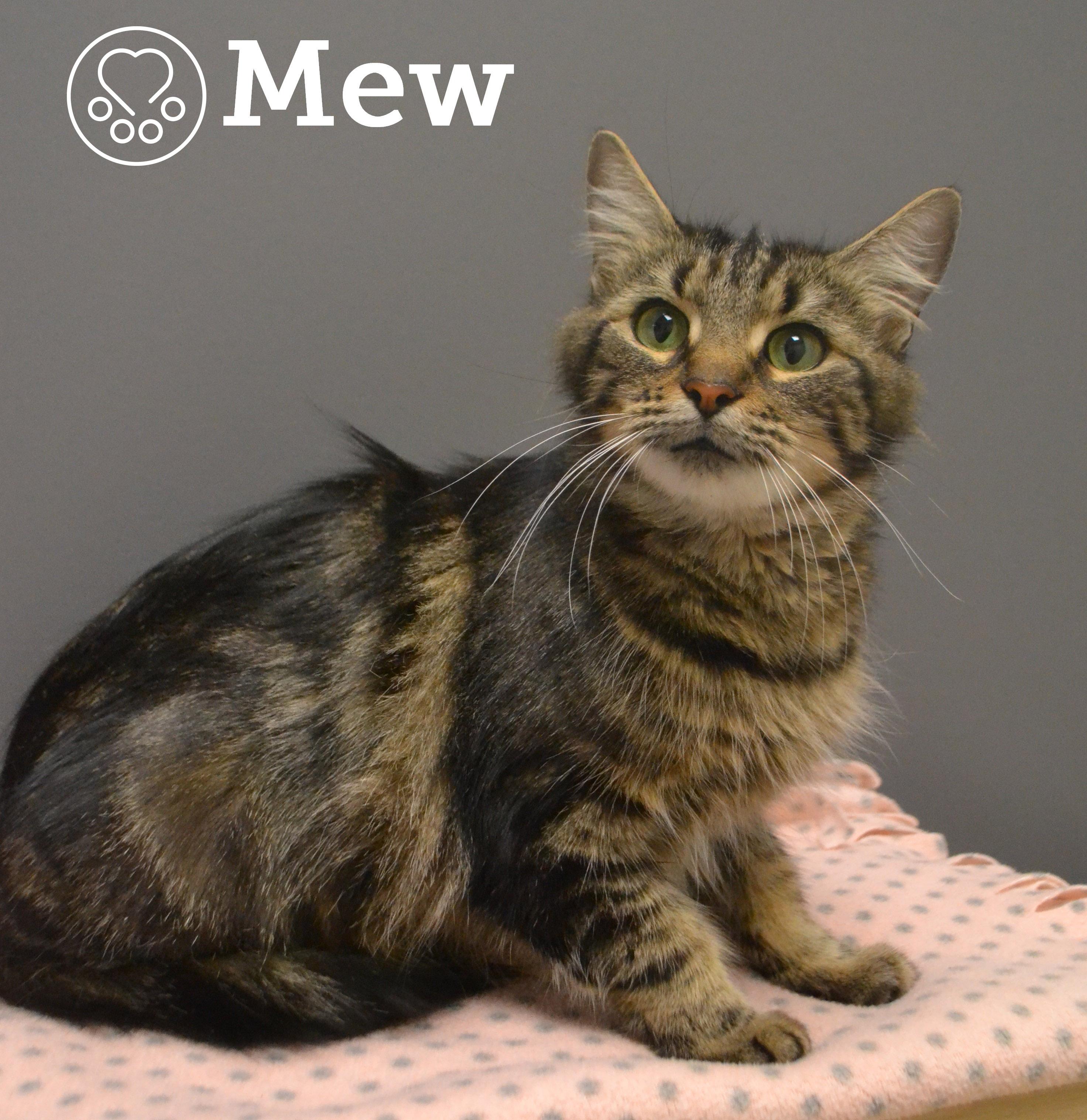 Mew, Adoptable, Adult Female Domestic Medium Hair.
