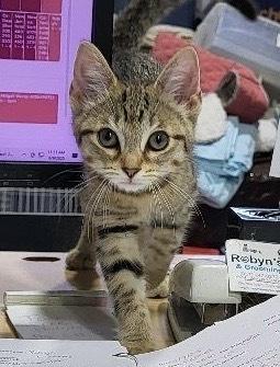 Tinkerbell, Adopted, Kitten Female Domestic Short Hair.