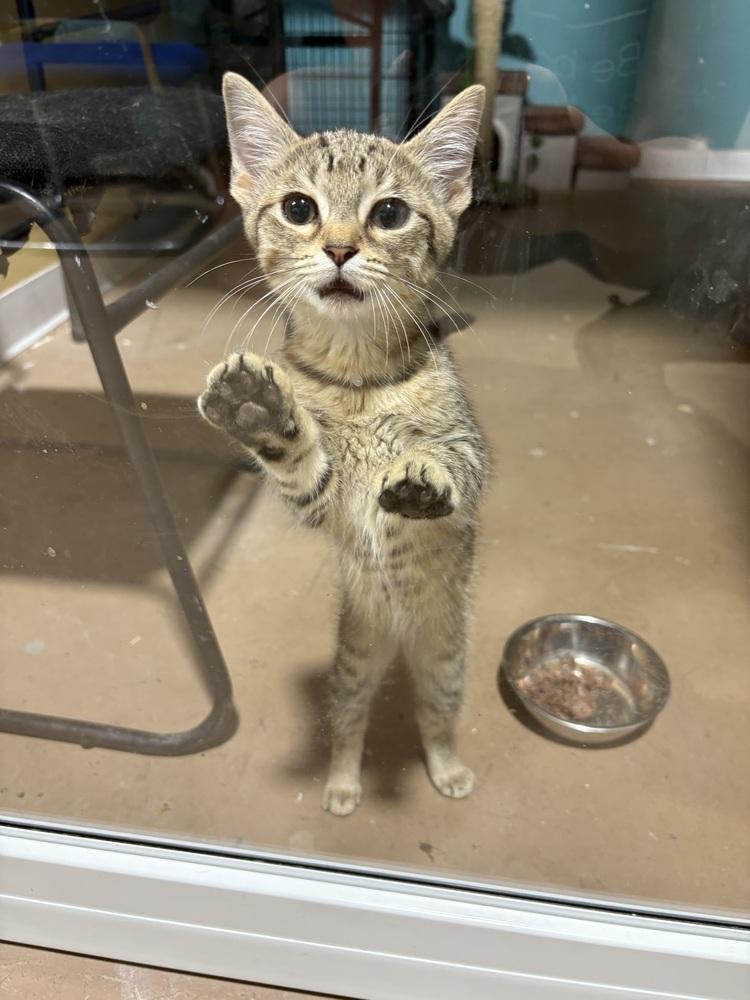 Tinkerbell, Adopted, Kitten Female Domestic Short Hair.