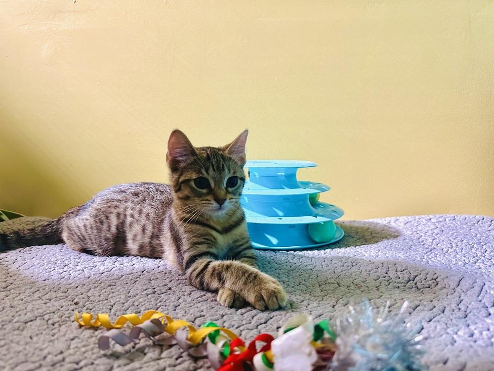 Enlarge Tinkerbell, a Adopted Domestic Short Hair in Germantown, OH image 3/6