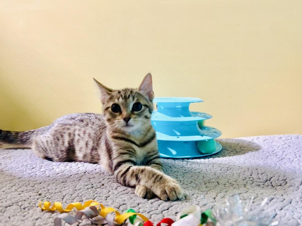 Enlarge Tinkerbell, a Adopted Domestic Short Hair in Germantown, OH image 4/6