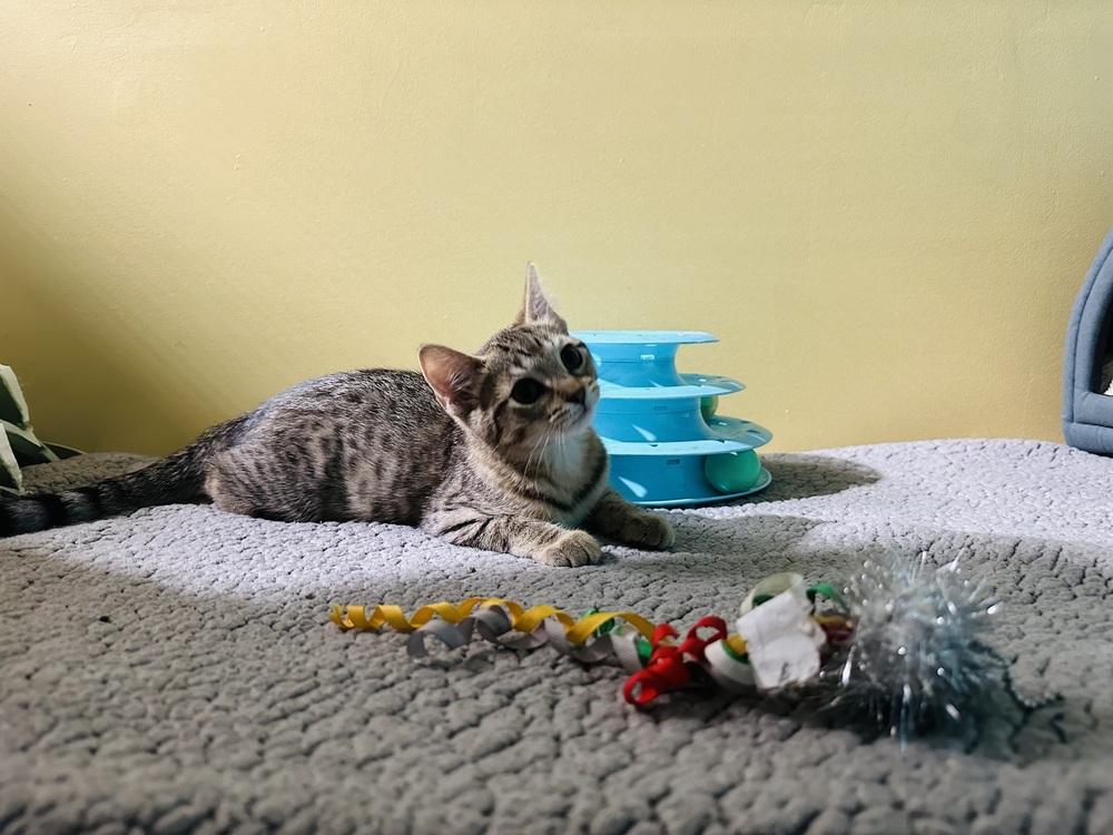 Enlarge Tinkerbell, a Adopted Domestic Short Hair in Germantown, OH image 5/6