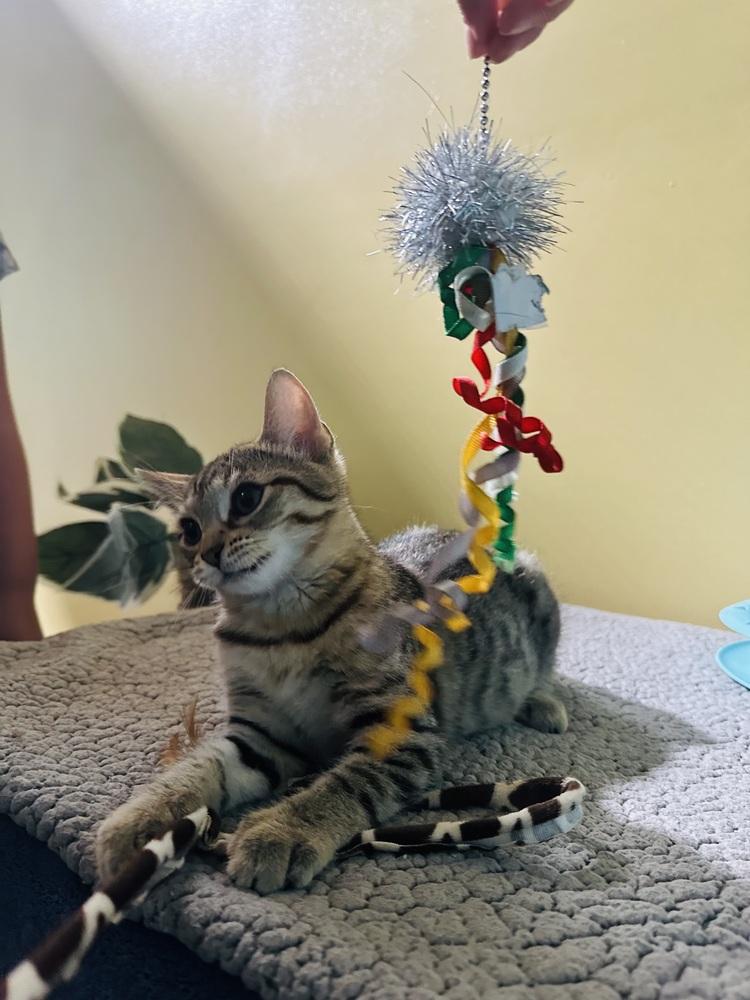 Enlarge Tinkerbell, a Adopted Domestic Short Hair in Germantown, OH image 6/6