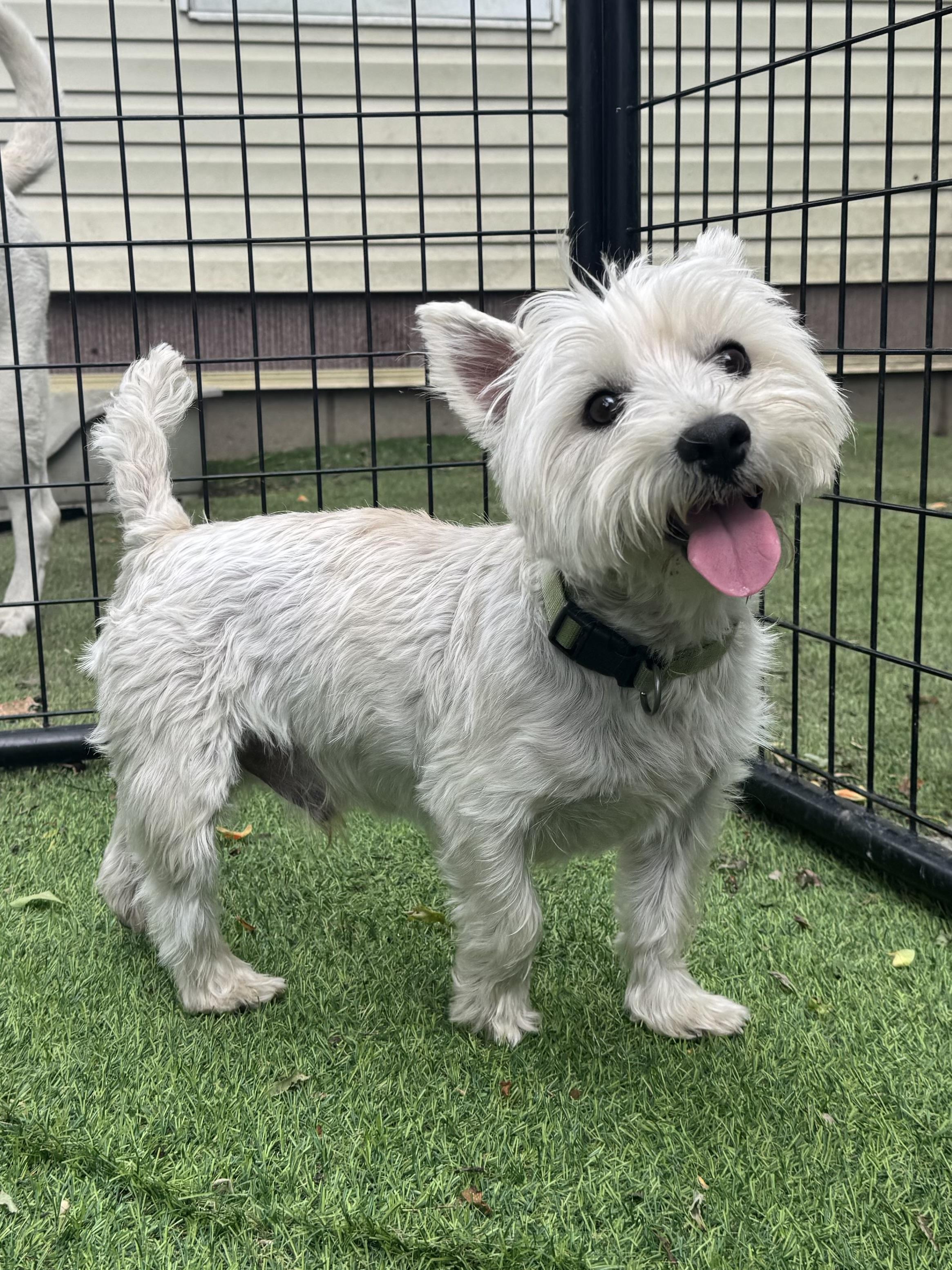Louie Sweet Westie boy, an adopted West Highland White Terrier / Westie in RUSSIAVILLE, IN image 2/4