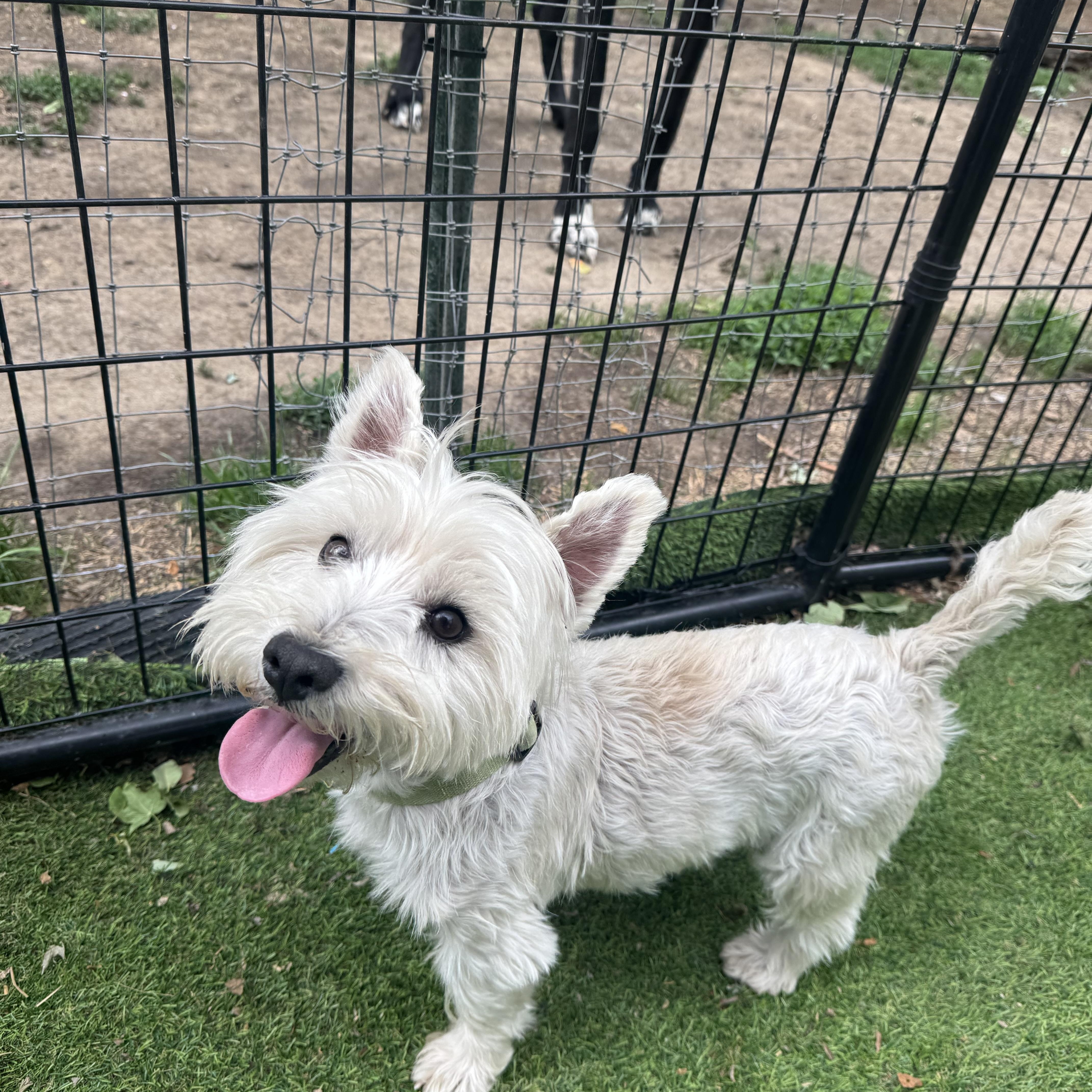 Louie Sweet Westie boy, an adopted West Highland White Terrier / Westie in RUSSIAVILLE, IN image 3/4