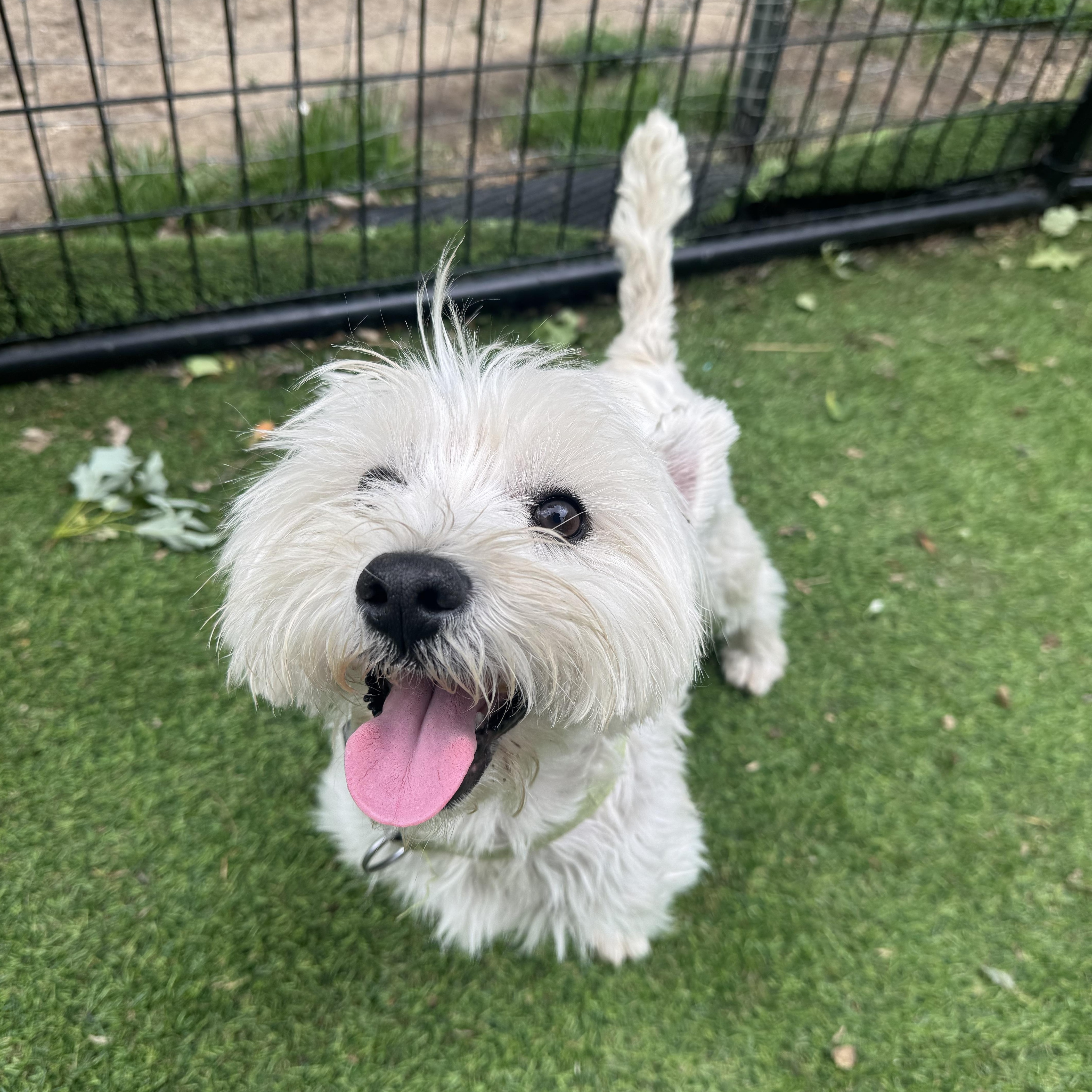 Louie Sweet Westie boy, an adopted West Highland White Terrier / Westie in RUSSIAVILLE, IN image 1/4