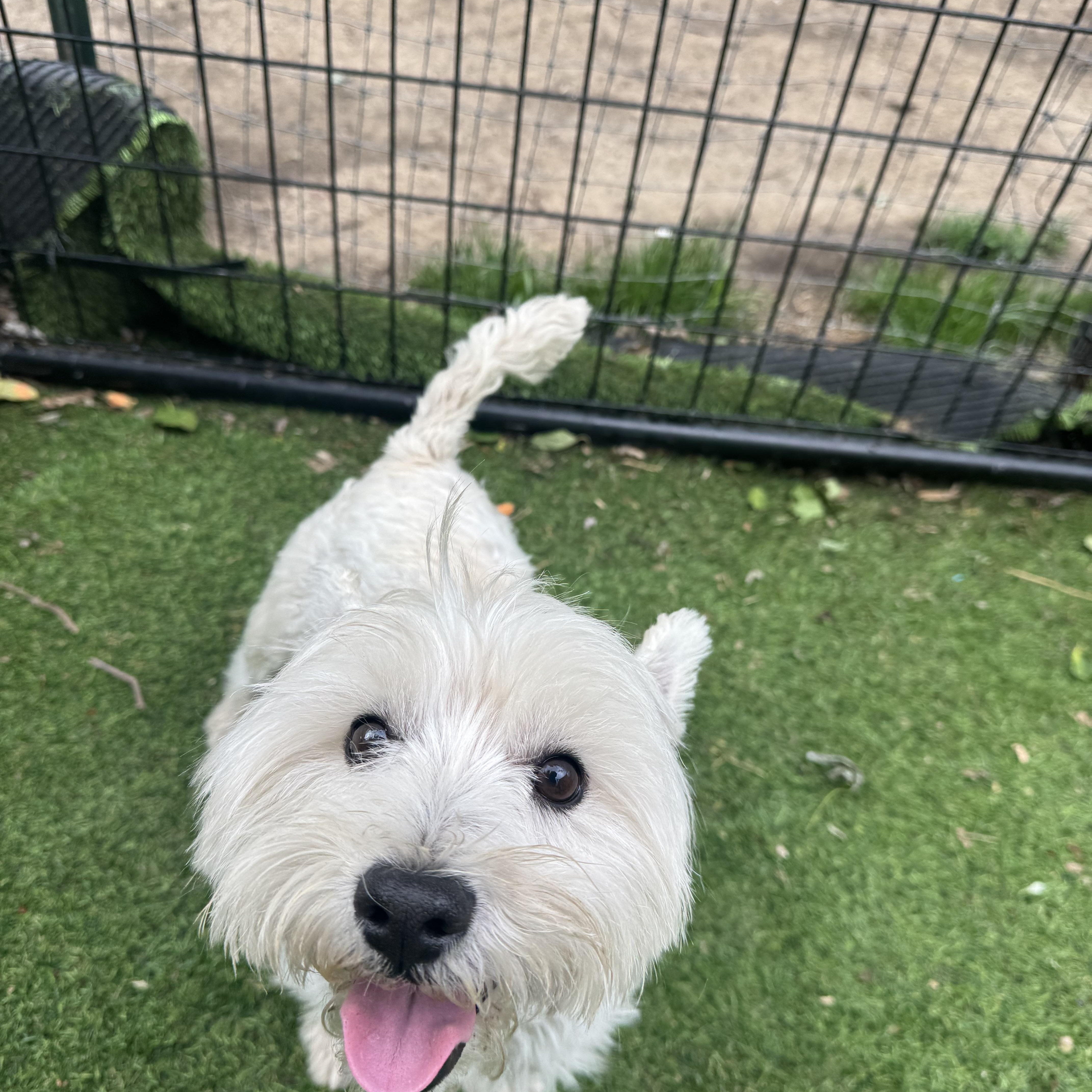 Louie Sweet Westie boy, an adopted West Highland White Terrier / Westie in RUSSIAVILLE, IN image 4/4