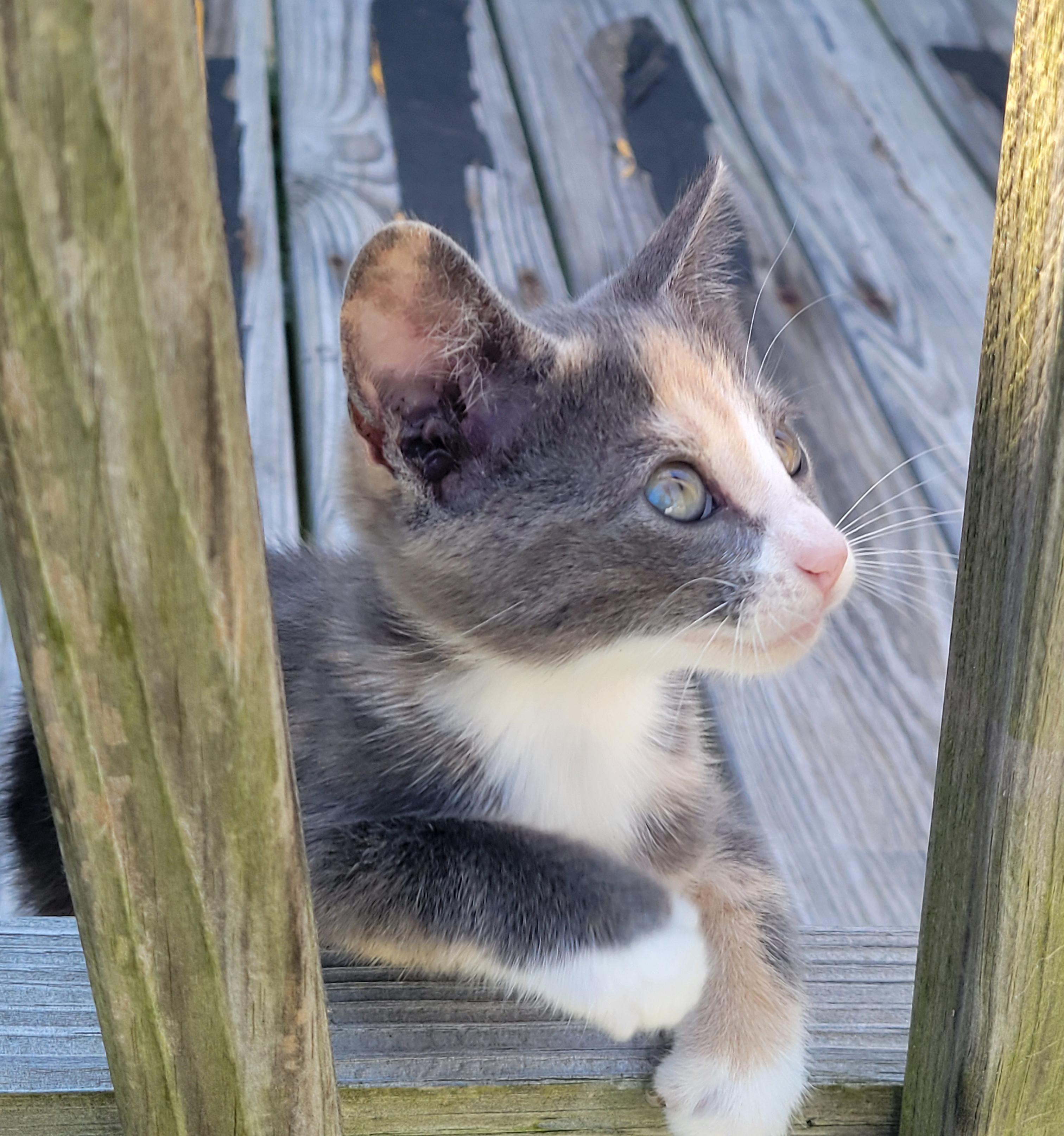Aubrey, Adopted, Kitten Female Domestic Medium Hair.