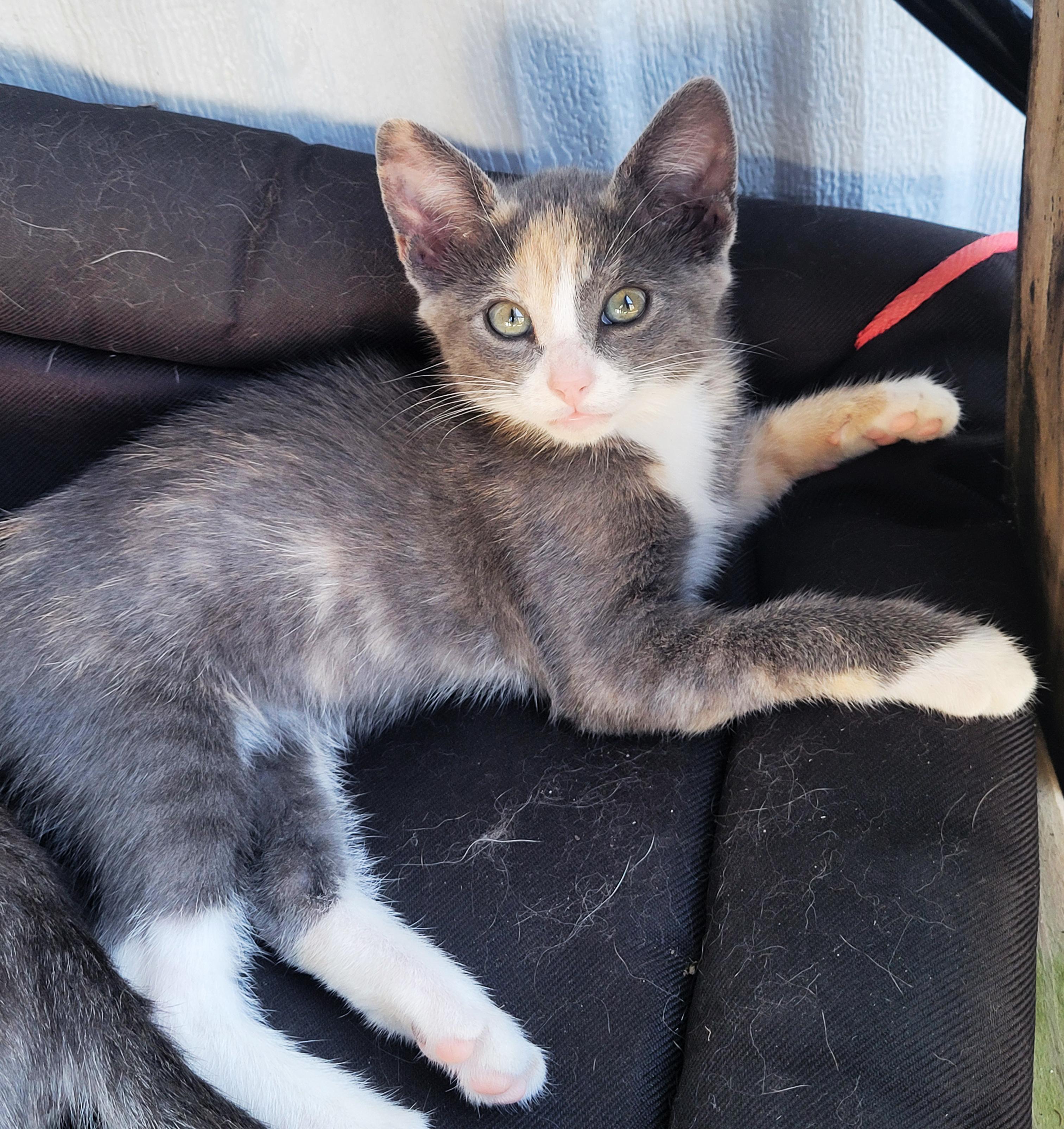 Enlarge Aubrey, a Adopted Domestic Medium Hair in Okmulgee, OK image 2/2