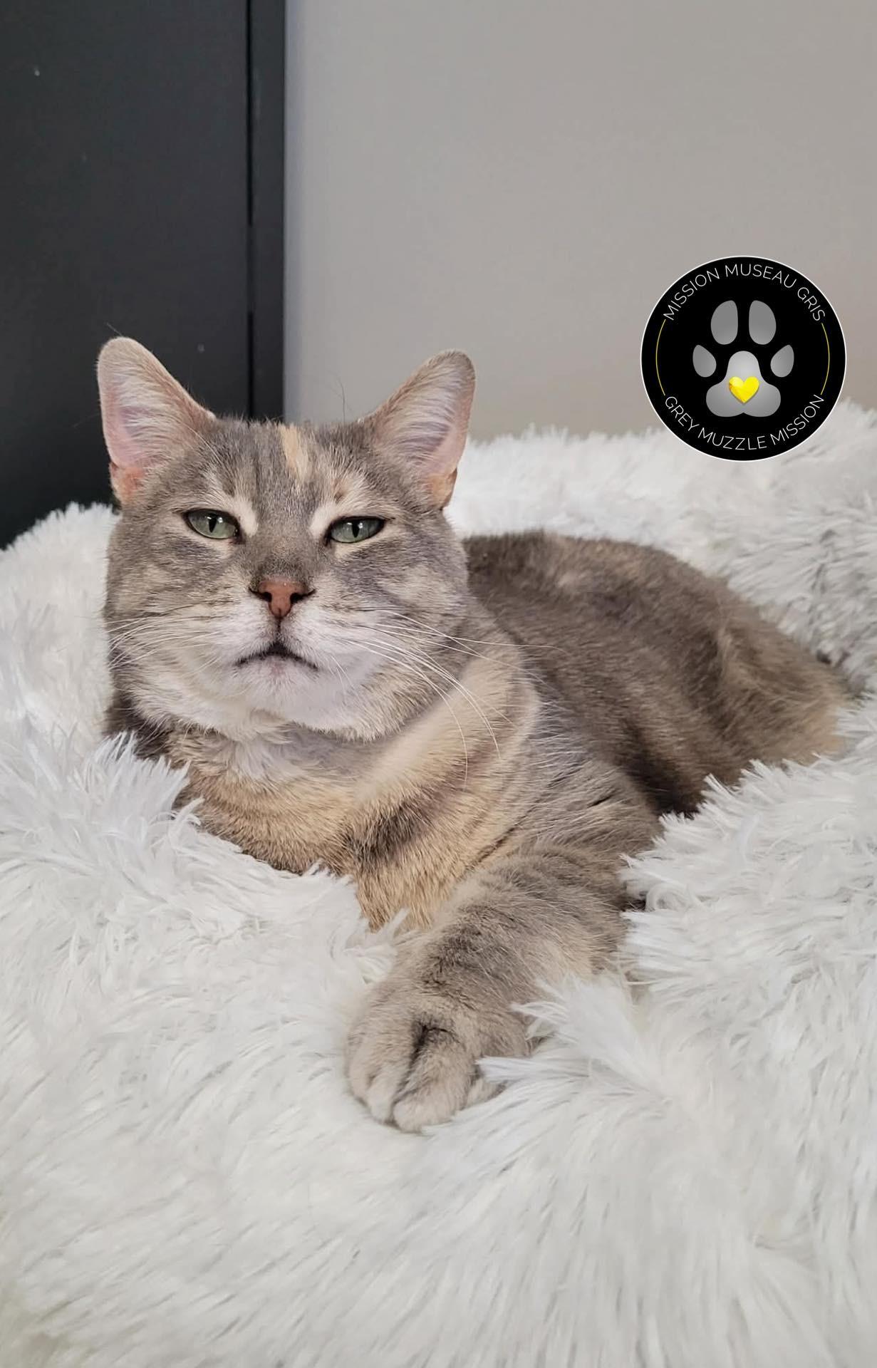 Enlarge Lady patate, a ADOPTABLE Domestic Short Hair in Delson, QC image 1/1