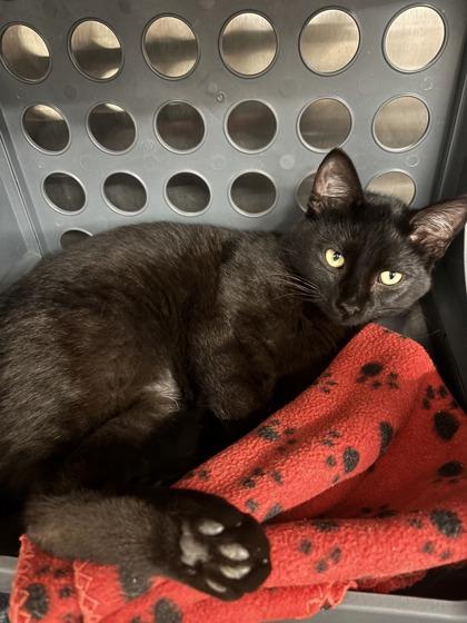 Knight, Adoptable, Adult Male Domestic Short Hair & Domestic Short Hair.