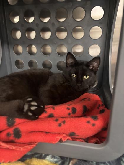 Knight, a Adoptable mixed breed in Lafayette, IN image 2/2