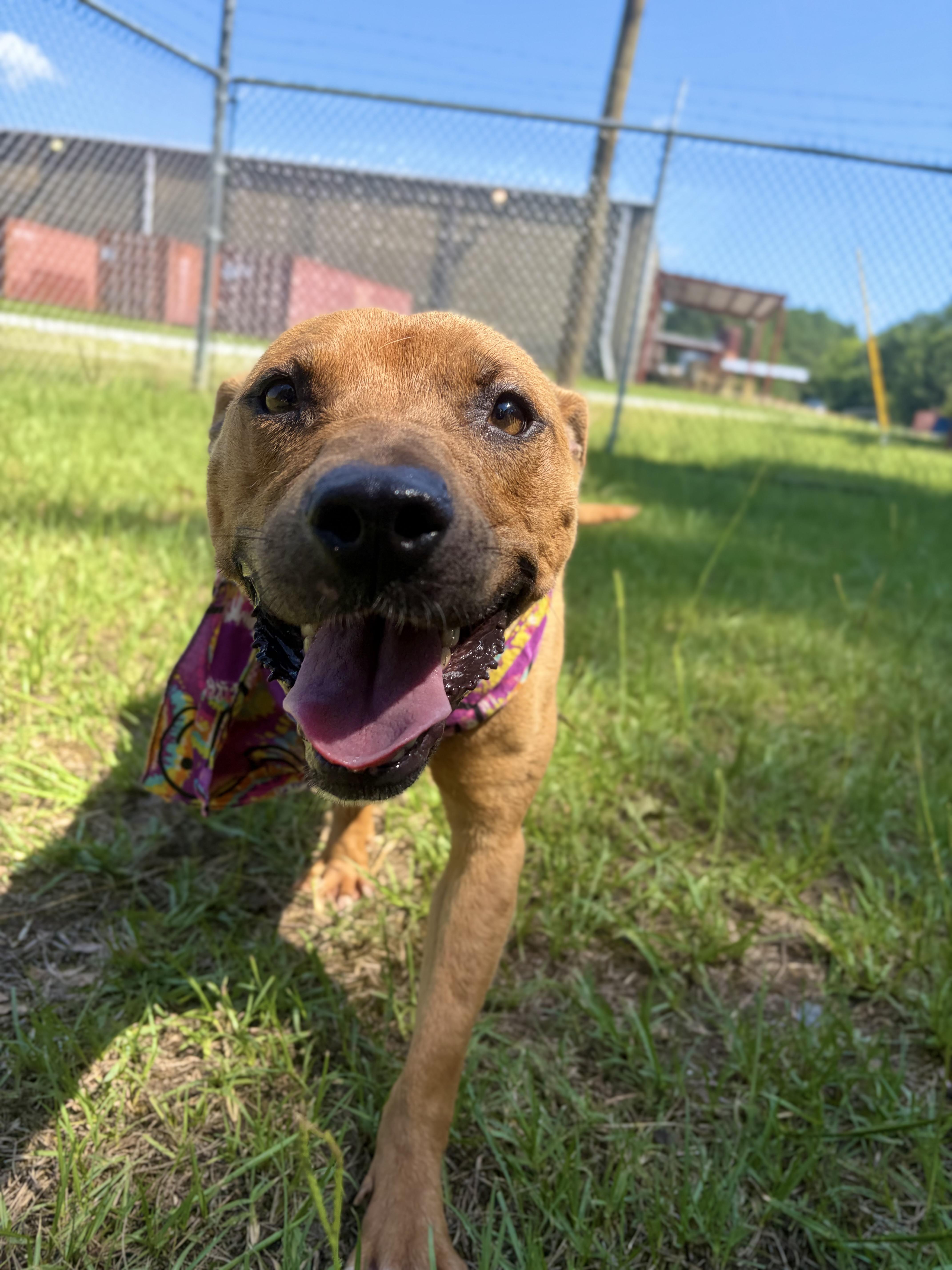 Chemi, a Adoptable Mixed Breed in Winnsboro, SC image 5/6