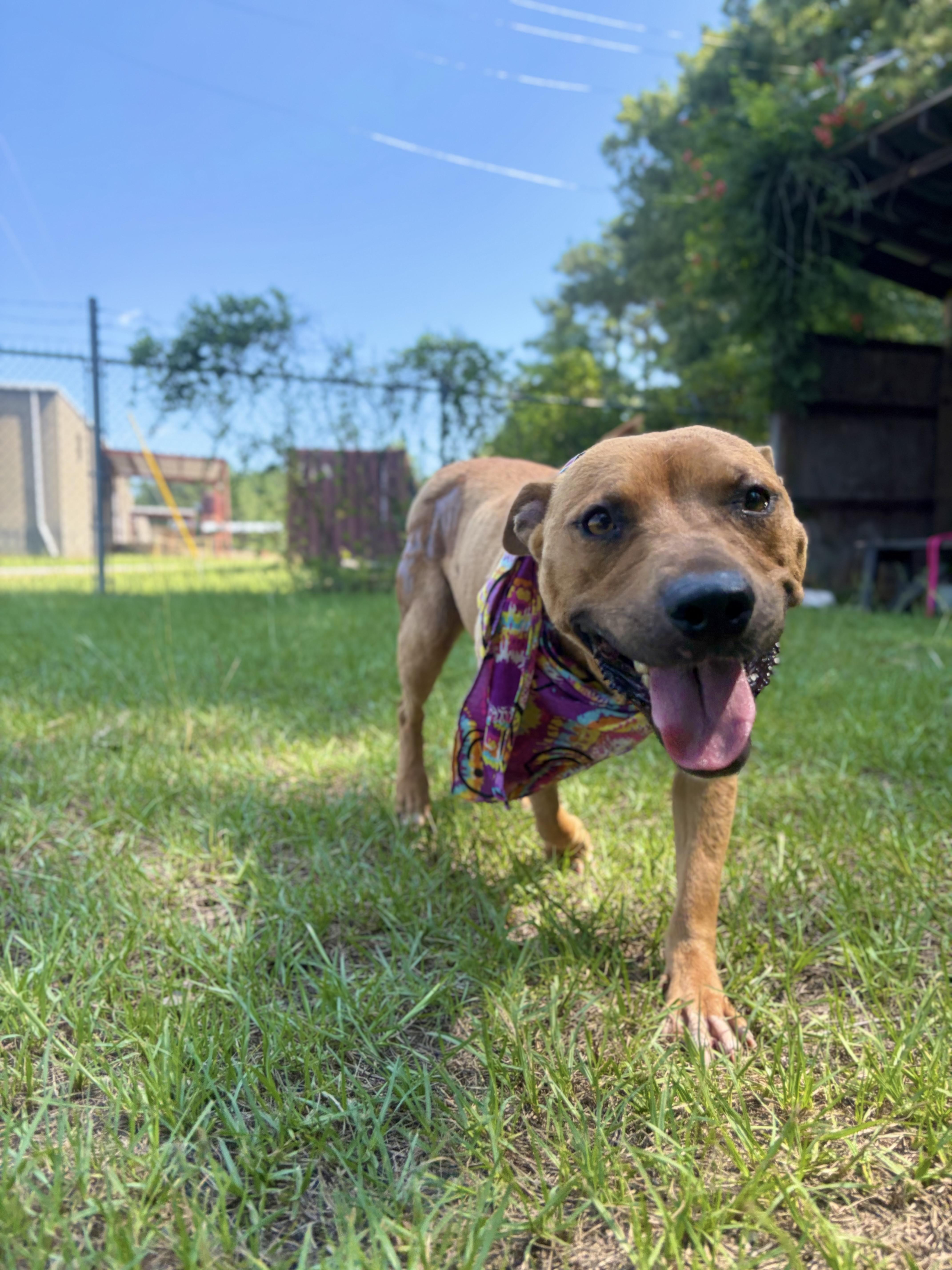 Chemi, a Adoptable Mixed Breed in Winnsboro, SC image 6/6