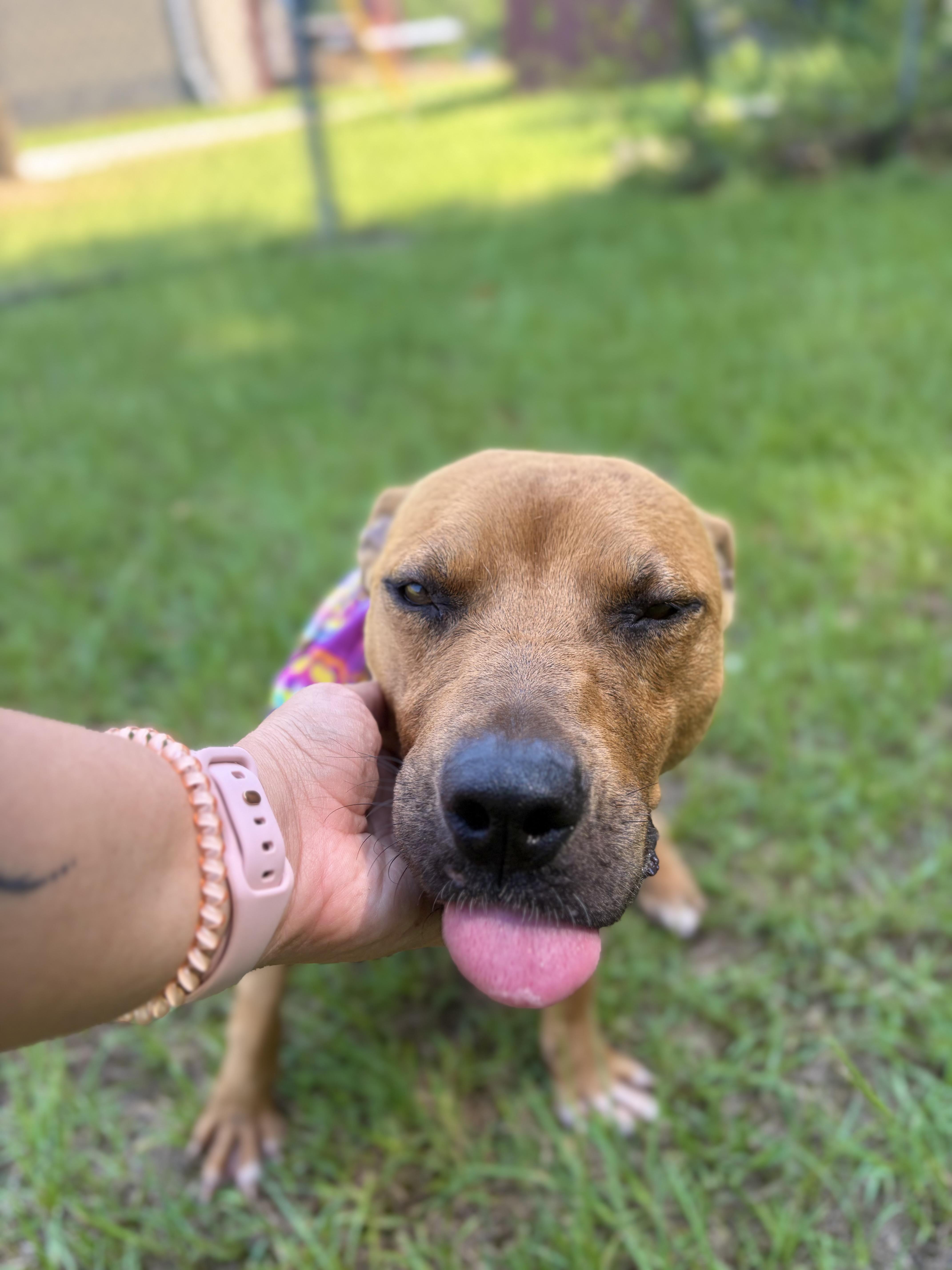 Chemi, a Adoptable Mixed Breed in Winnsboro, SC image 2/6