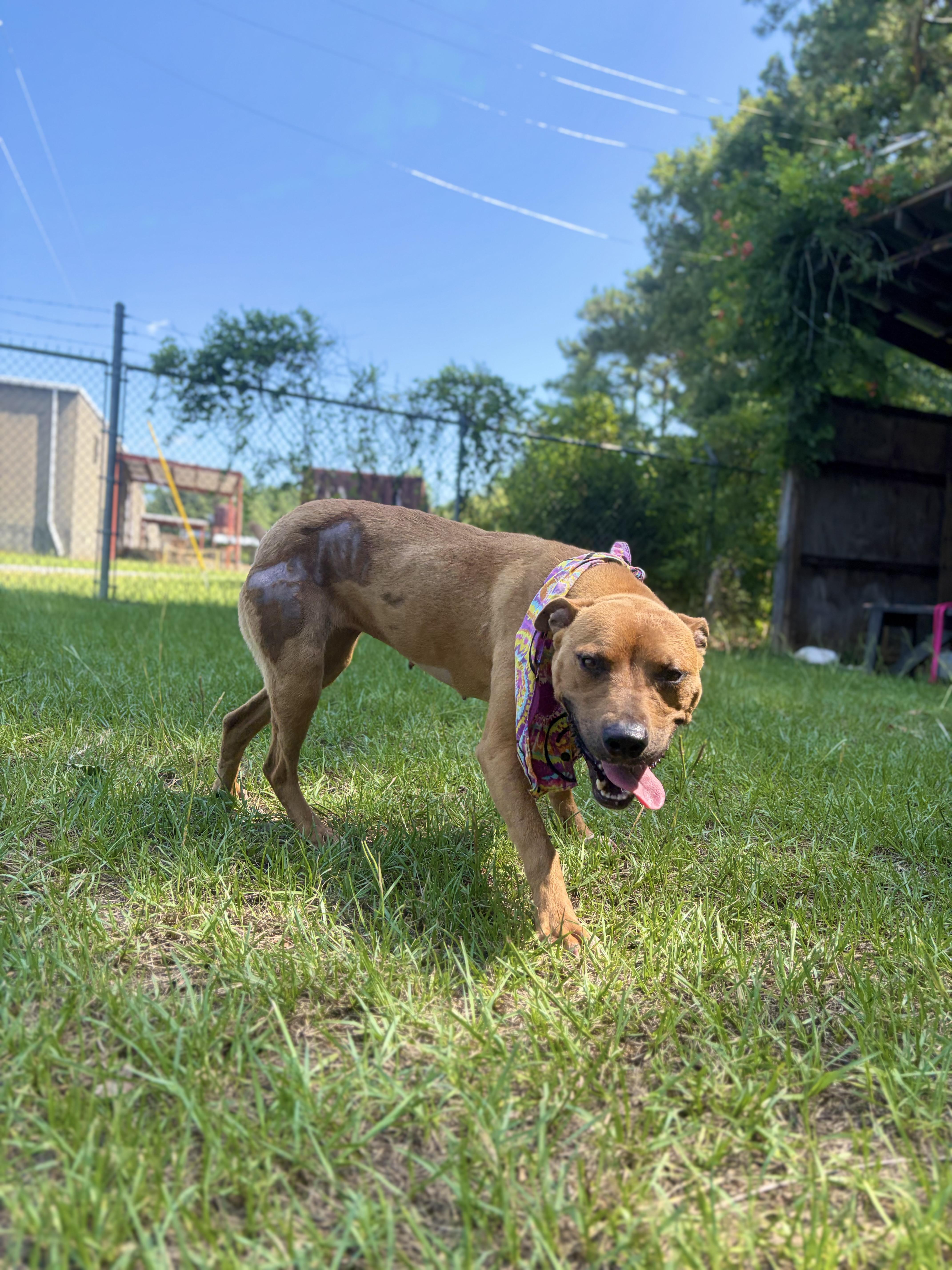 Chemi, a Adoptable Mixed Breed in Winnsboro, SC image 3/6
