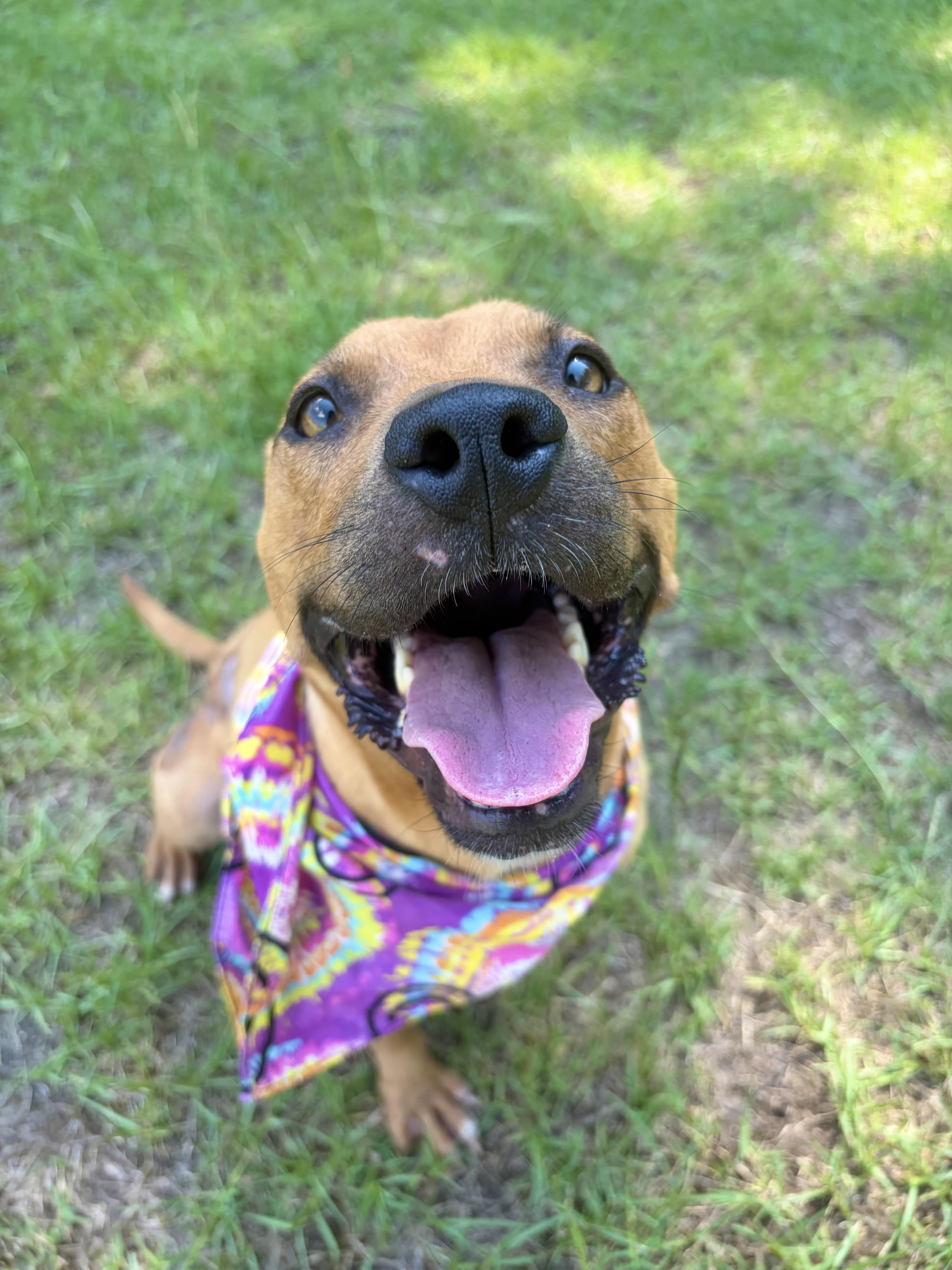 Chemi, a Adoptable Mixed Breed in Winnsboro, SC image 1/6