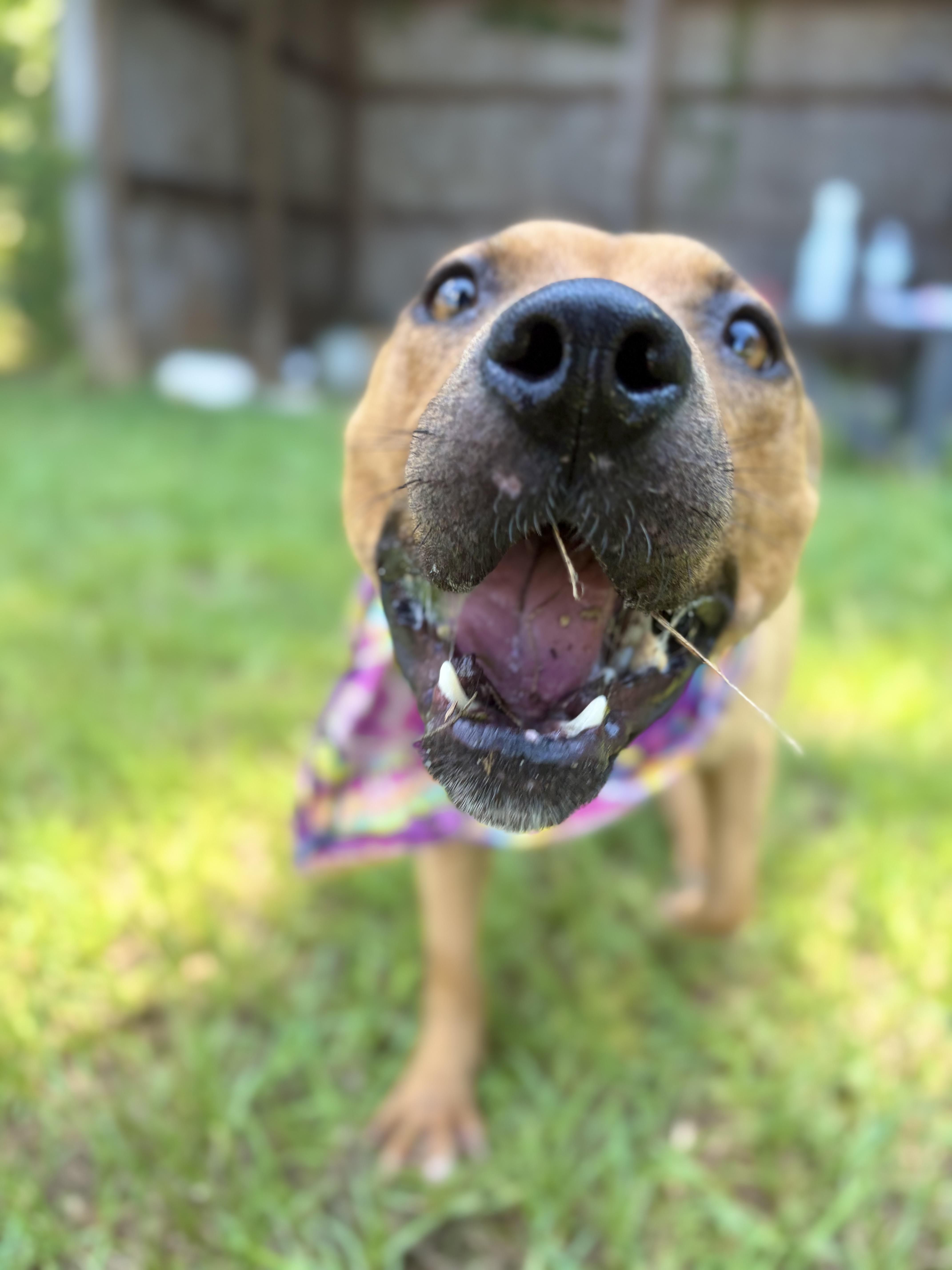 Chemi, a Adoptable Mixed Breed in Winnsboro, SC image 4/6