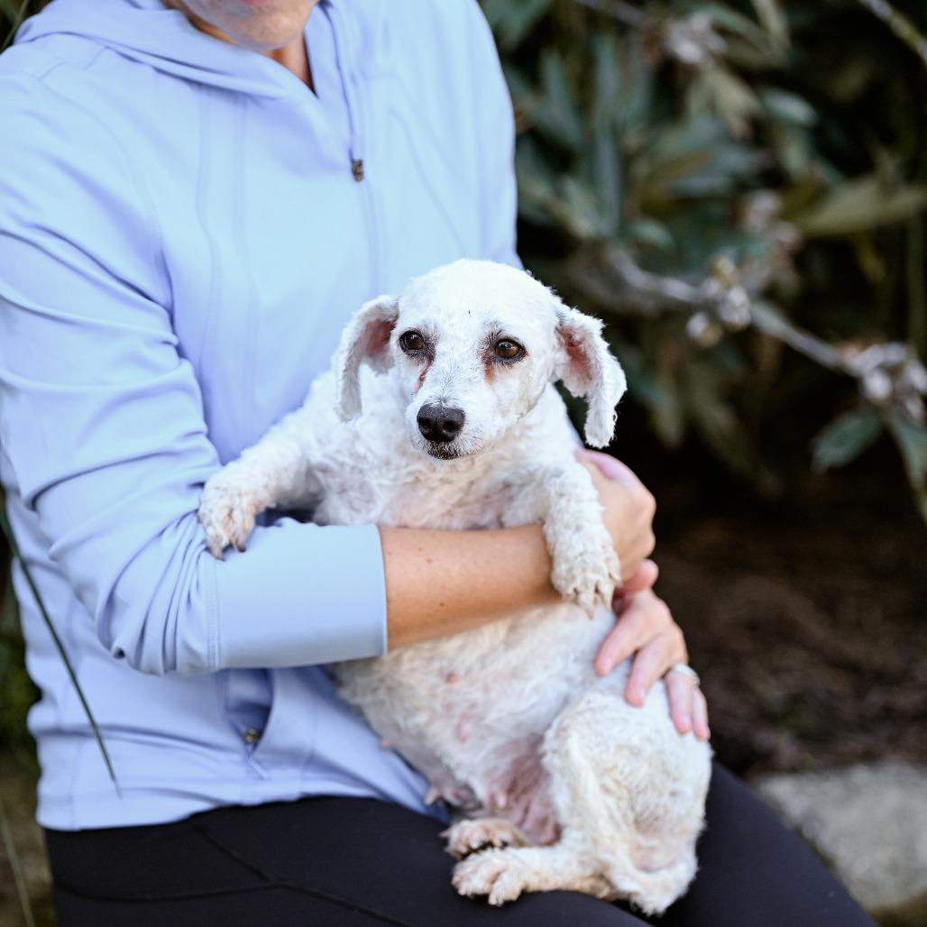 River, Adoptable, Adult Female Bichon Frise.