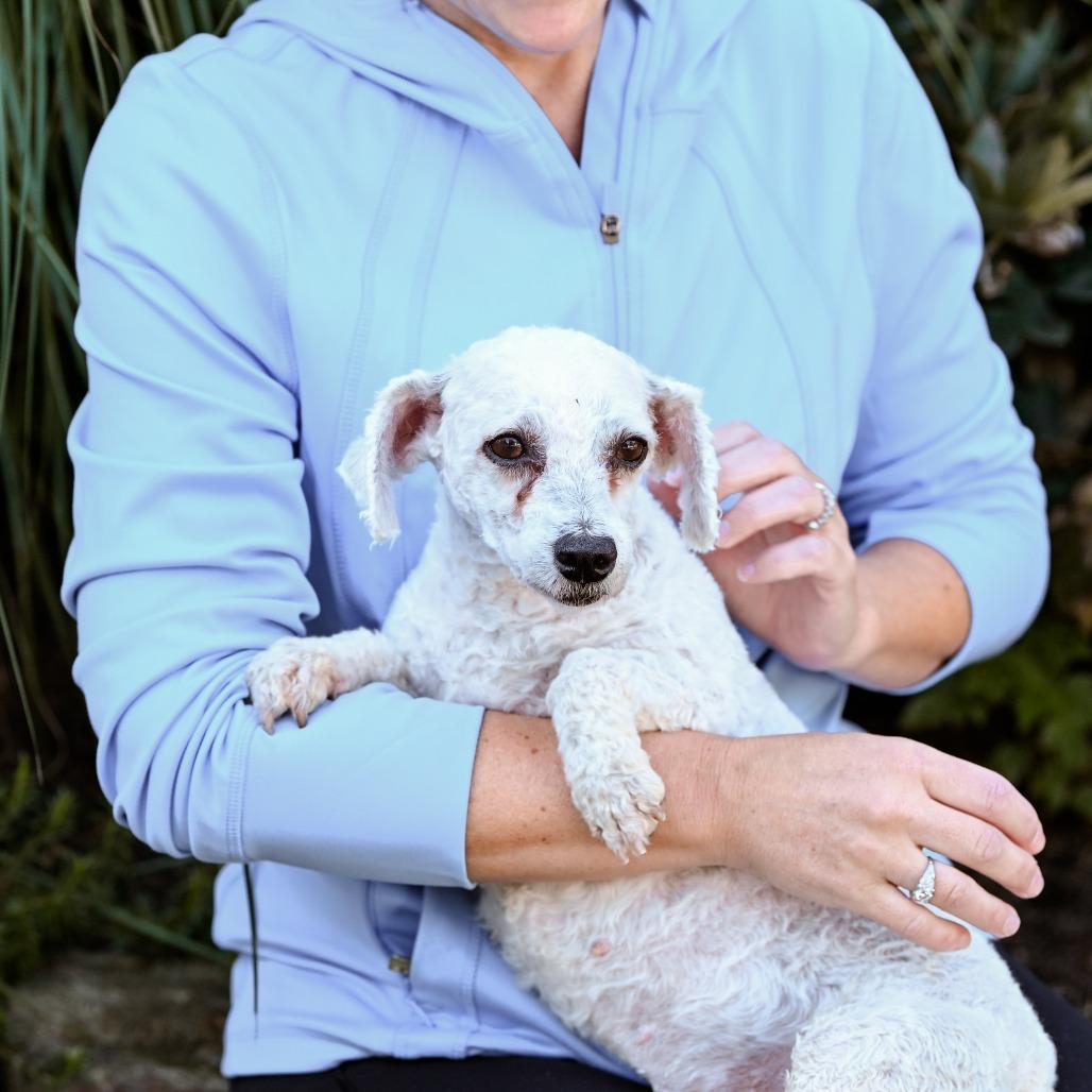 Enlarge River, a Adoptable Bichon Frise in Chester Springs, PA image 2/4