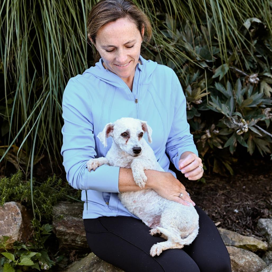 Enlarge River, a Adoptable Bichon Frise in Chester Springs, PA image 4/4