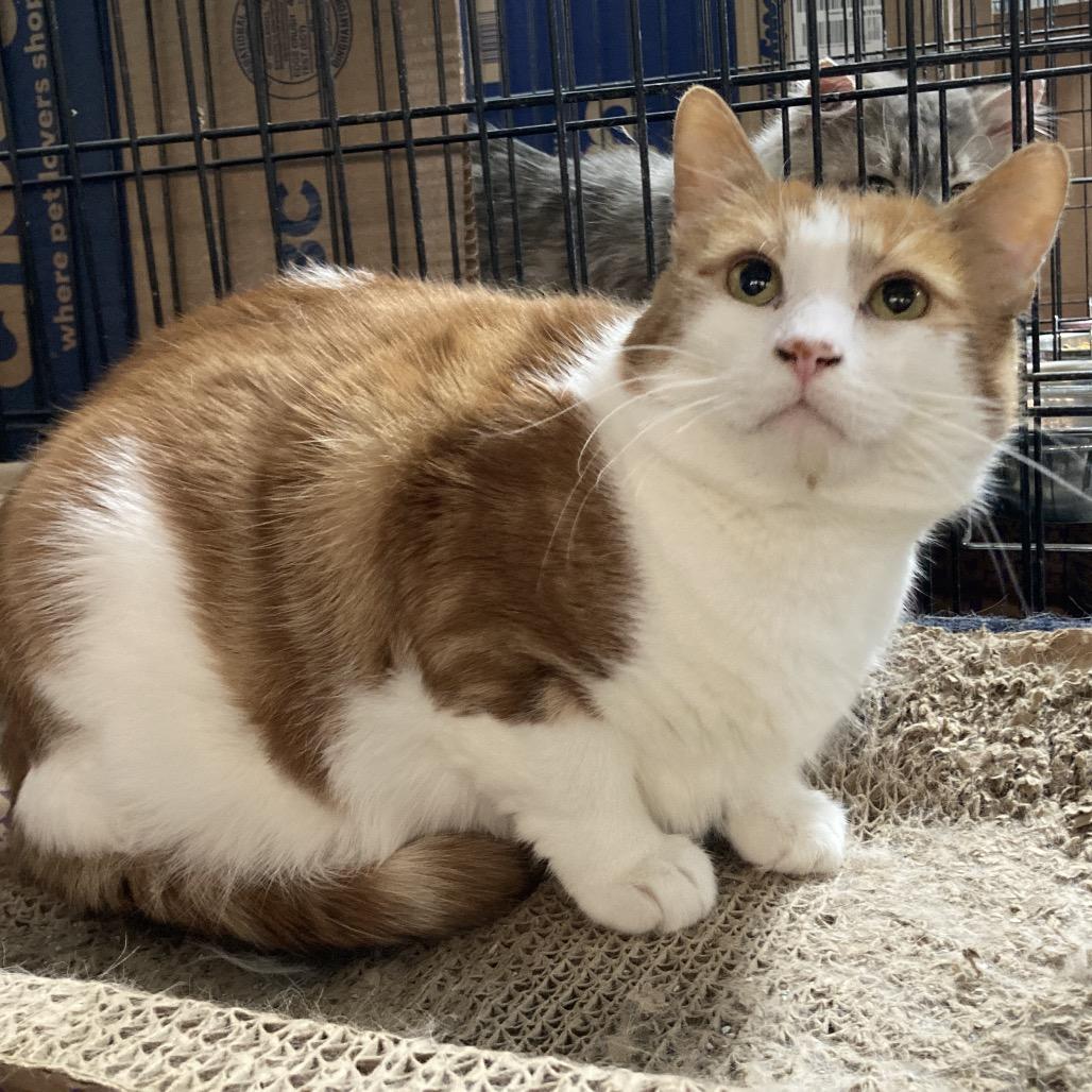 Wild Thing, Adoptable, Adult Male Domestic Short Hair.