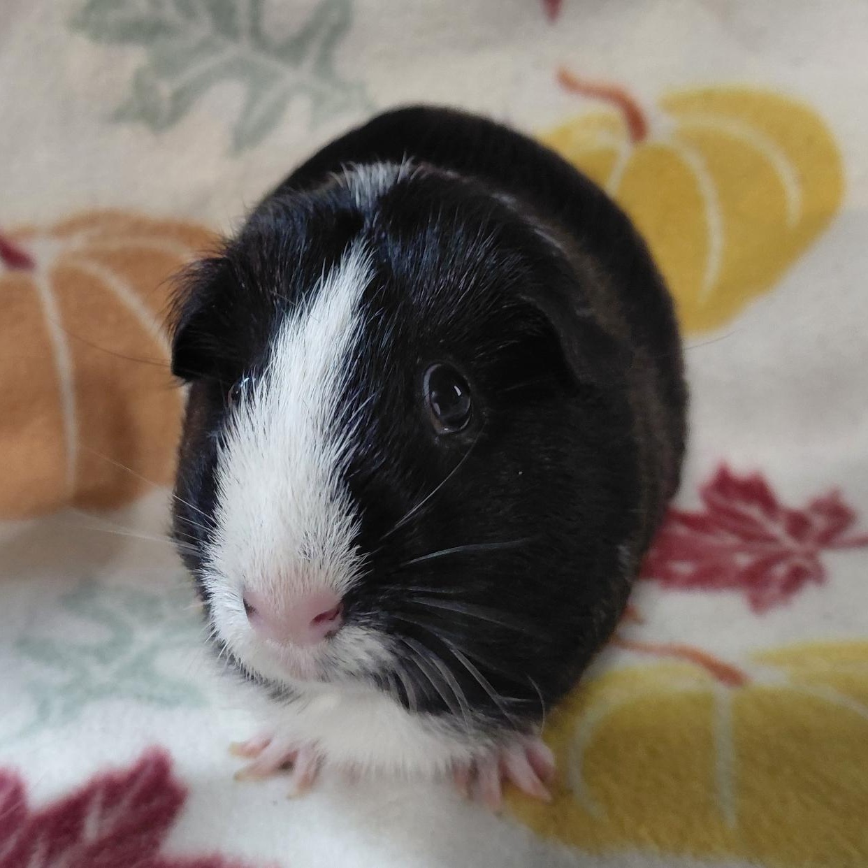 Tessa, Adoptable, Adult Female Short-Haired.