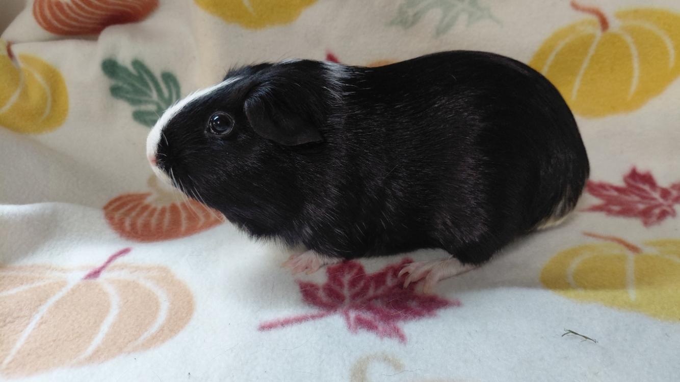 Enlarge Tessa, a Adoptable Short-Haired in Cincinnati, OH image 3/3