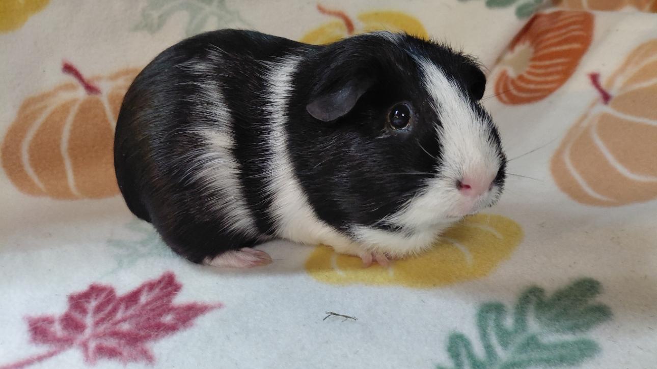 Enlarge Tessa, a Adoptable Short-Haired in Cincinnati, OH image 2/3