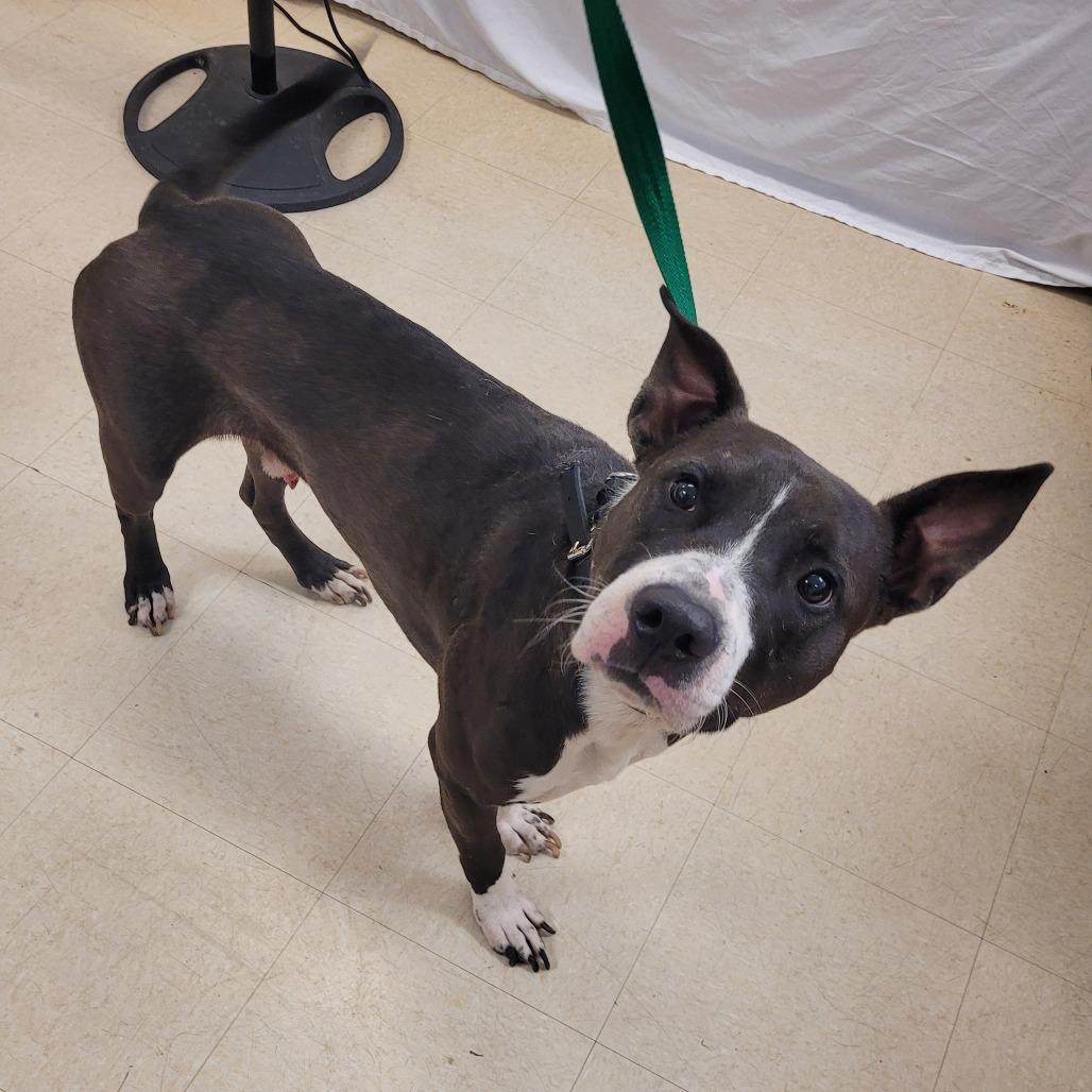 Muscle Man, Adoptable, Adult Male Mixed Breed.