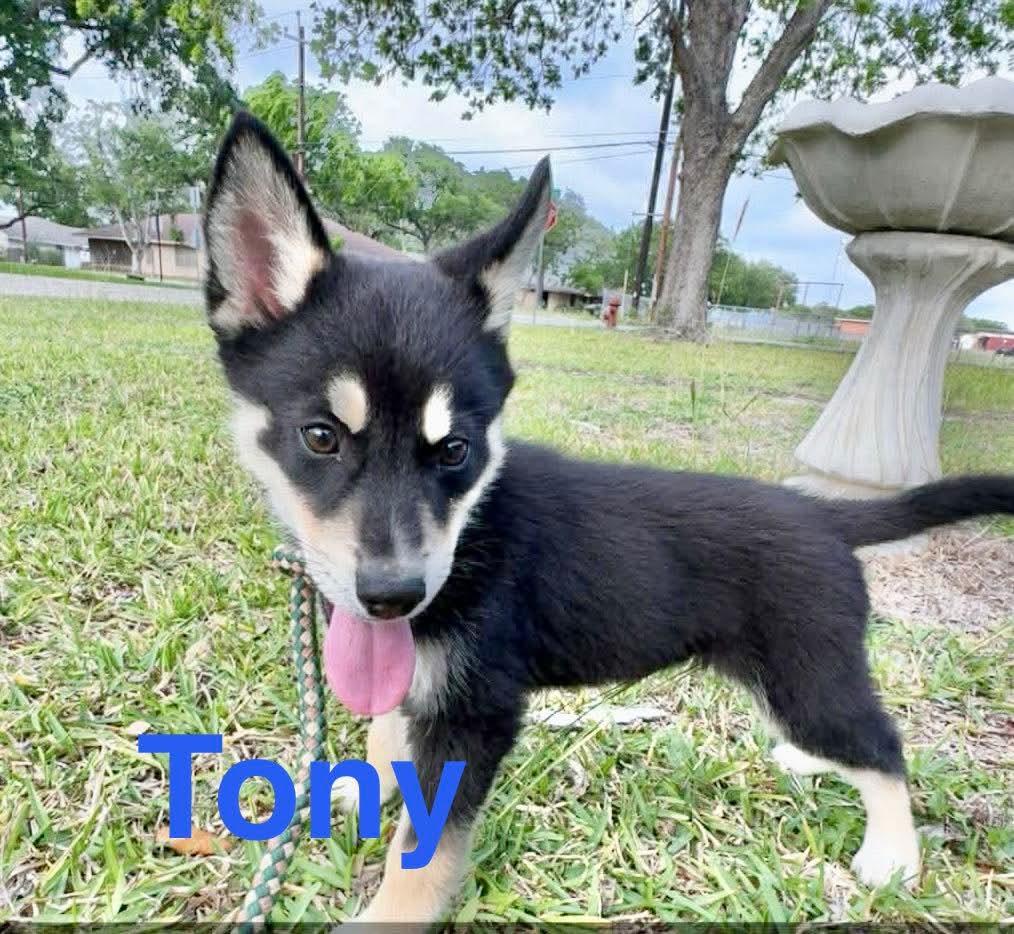Enlarge Tony, an adopted mixed breed in Pittsburgh, PA image 2/6