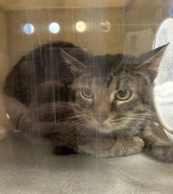 Working Cat - Run, Adoptable, Adult Male Domestic Short Hair.