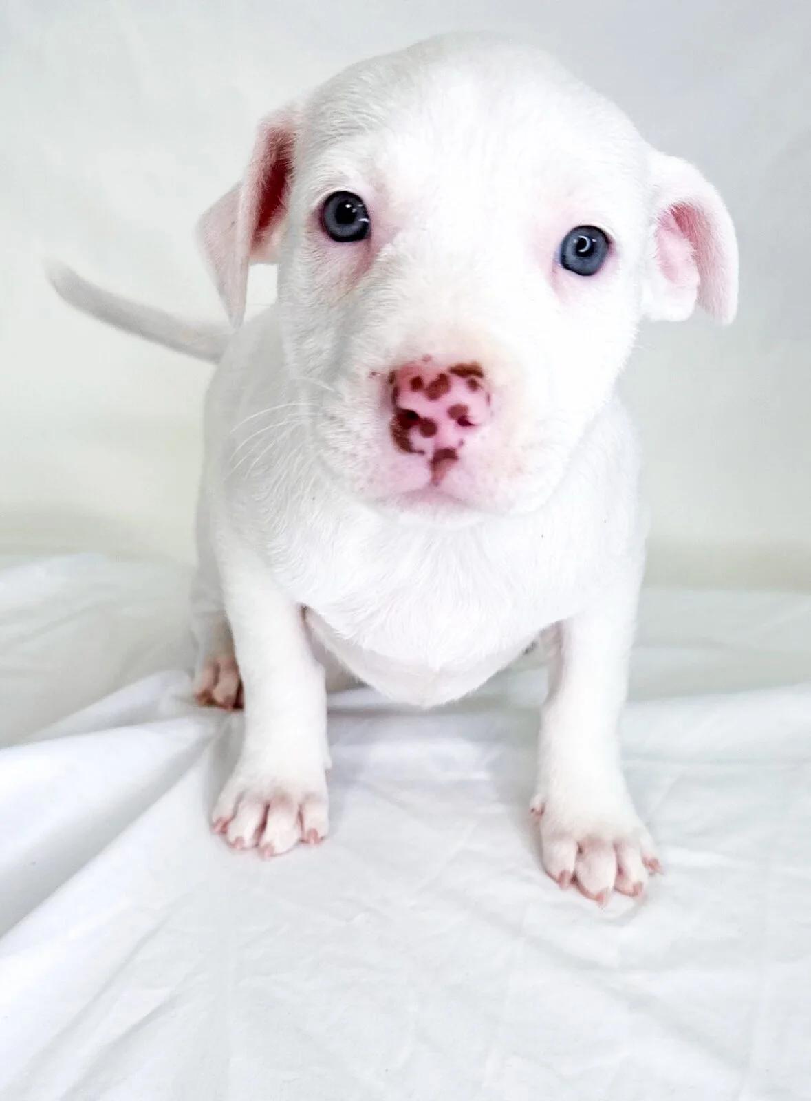 Angel Cake, Adoptable, Puppy Female Labrador Retriever & Pit Bull Terrier.