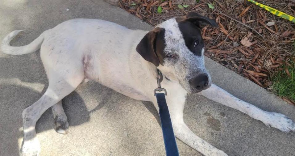 Enlarge Sonny, a Adoptable mixed breed in Zebulon, GA image 3/4
