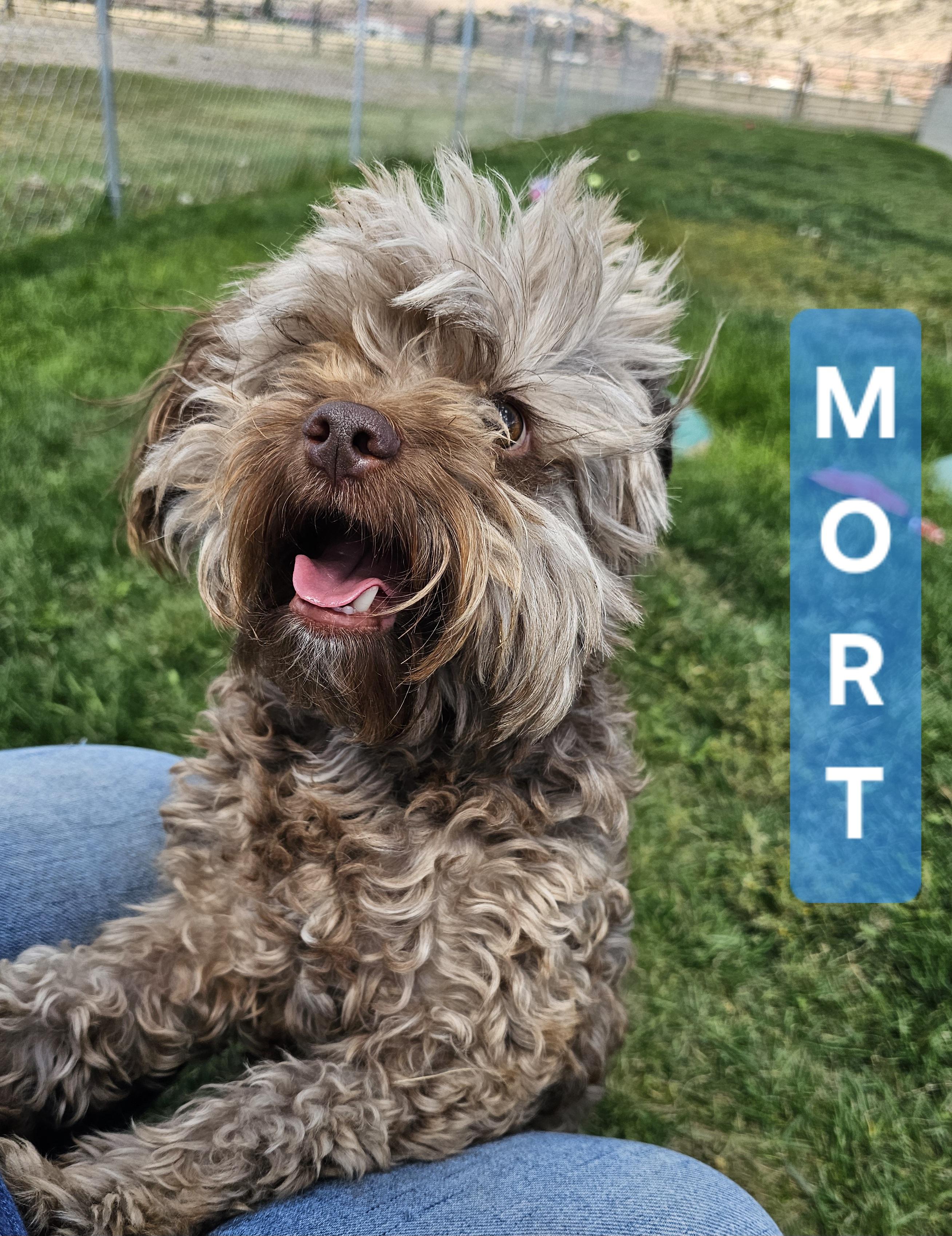 Enlarge Mort, a Adopted mixed breed in Springerville, AZ image 1/3