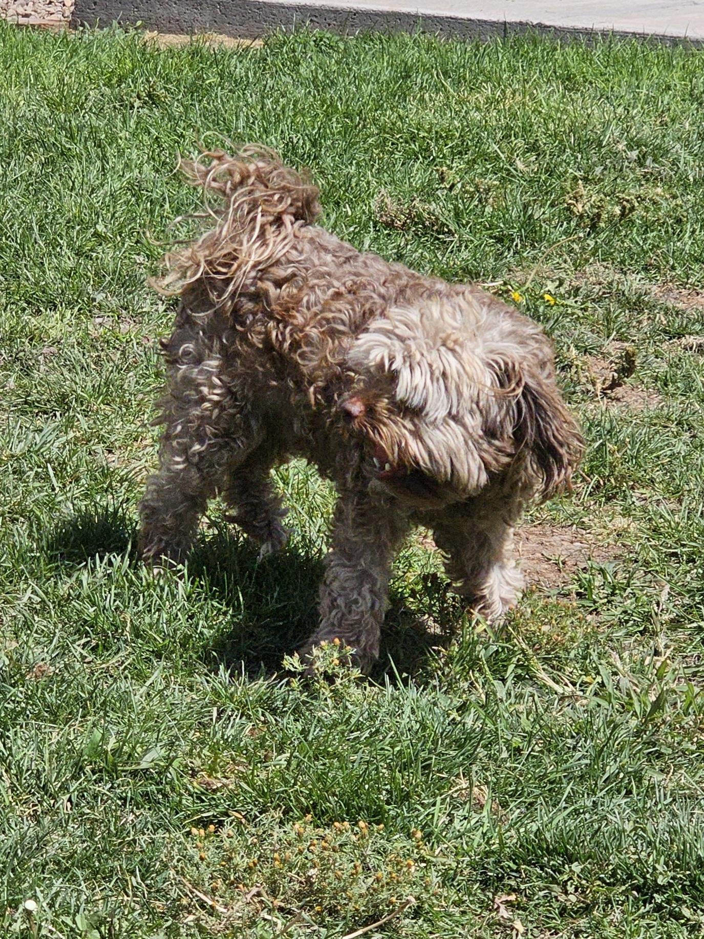 Enlarge Mort, a Adopted mixed breed in Springerville, AZ image 2/3