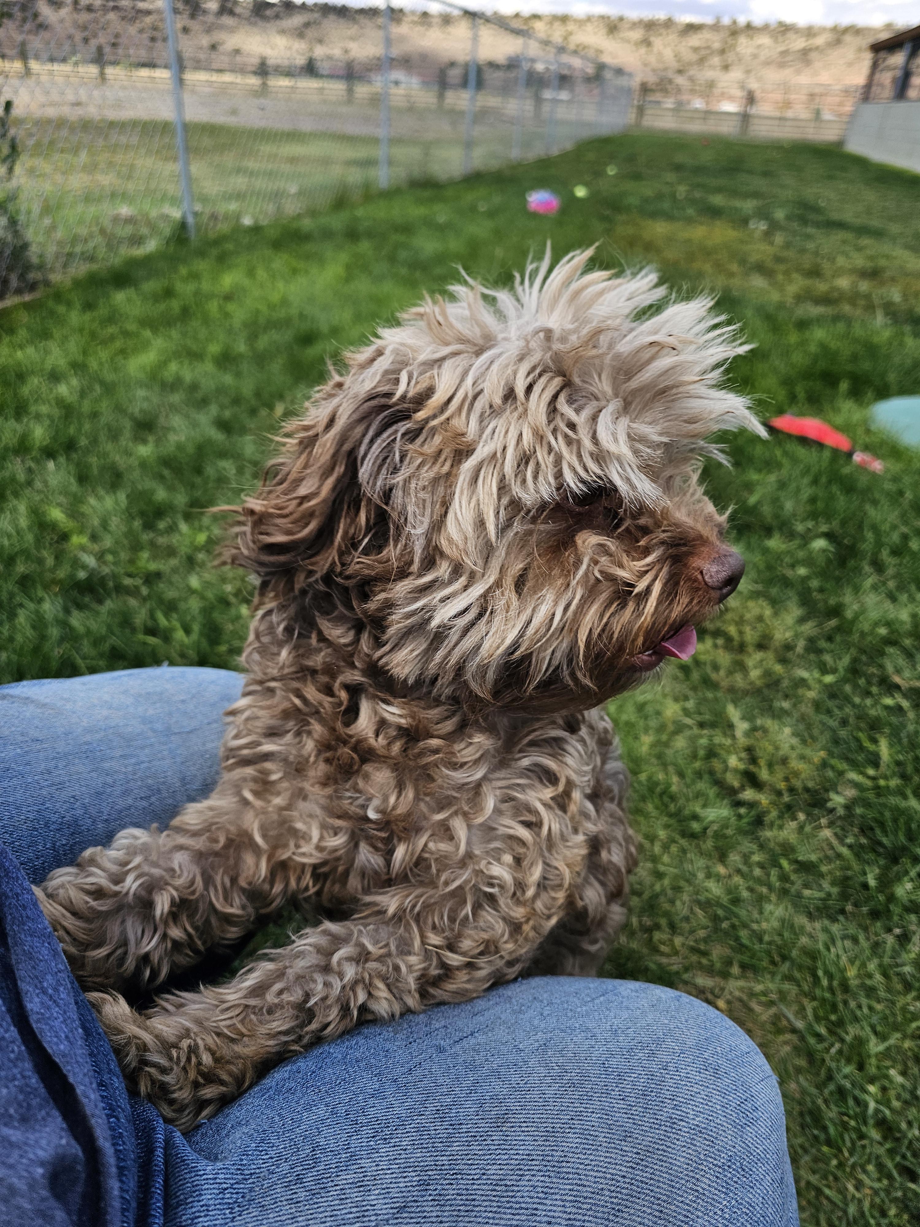 Enlarge Mort, a Adopted mixed breed in Springerville, AZ image 3/3